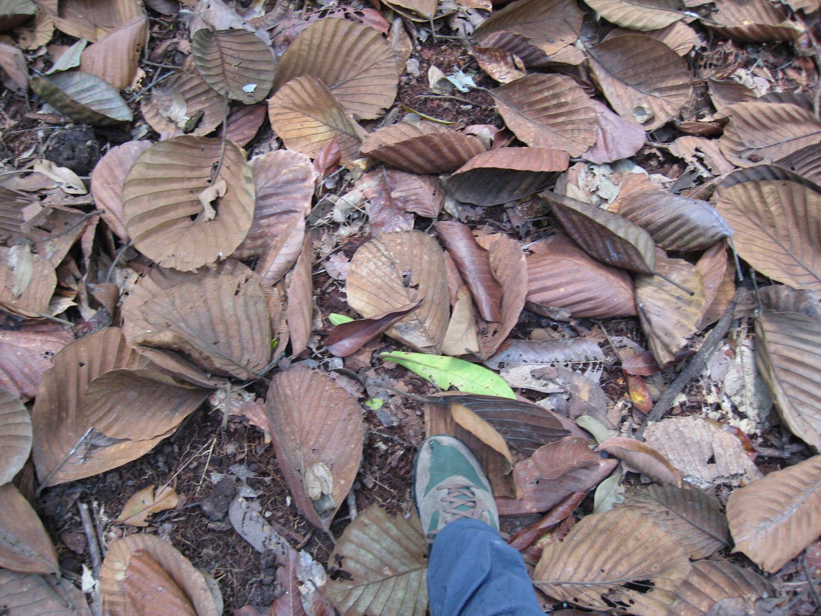 Giant leaves!  They some how remind me of Ruffles potato chips.  Check my foot out for comparison.