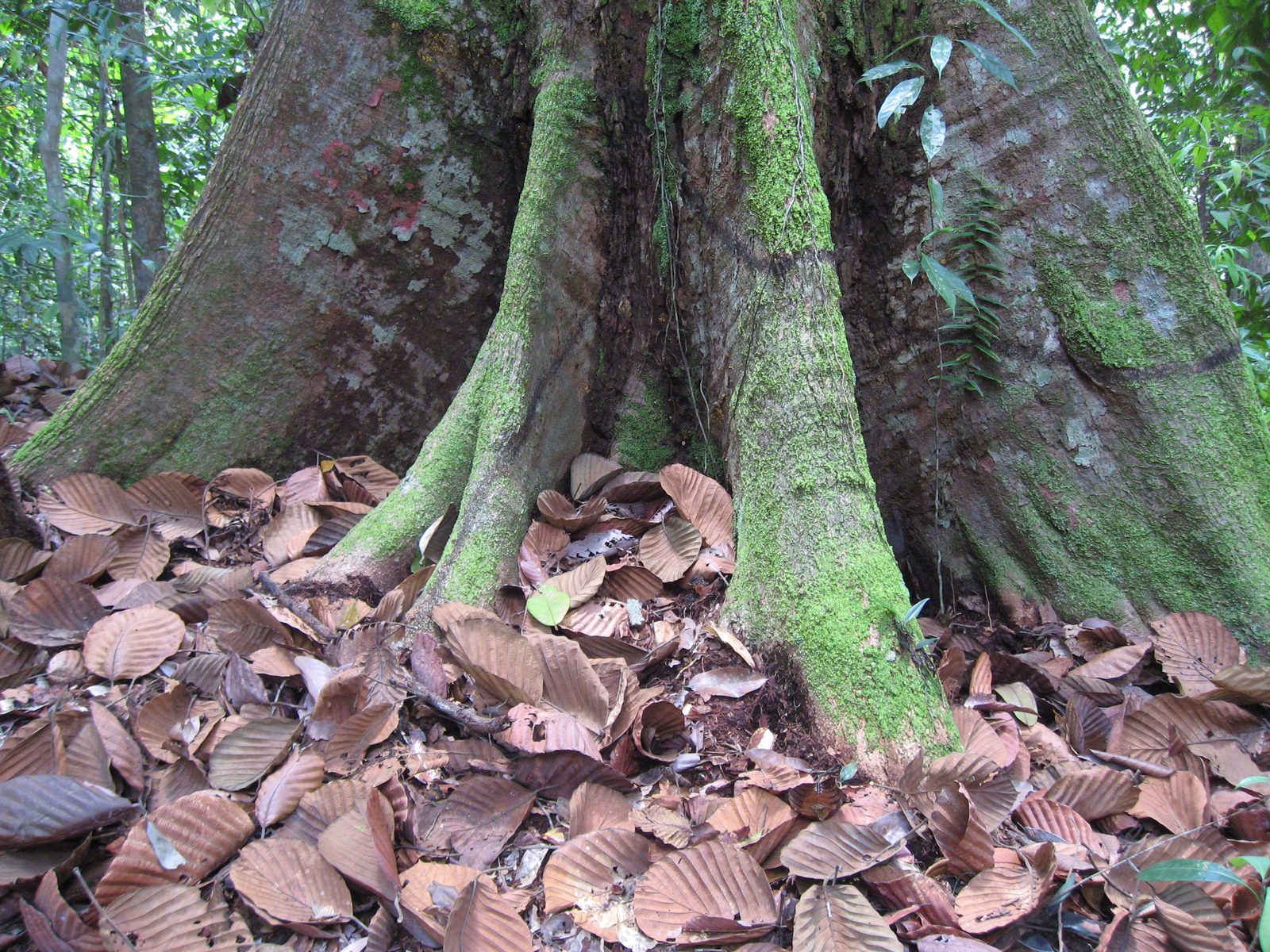 Giant leaves come from a giant tree.