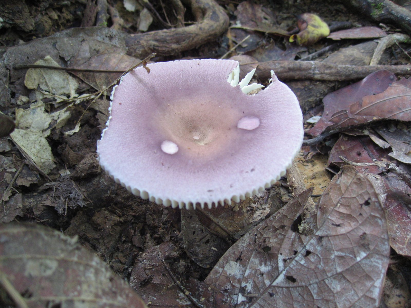 Neat fungus growing in the jungle near Sepilok Orangutan Rehabilitation Centre.