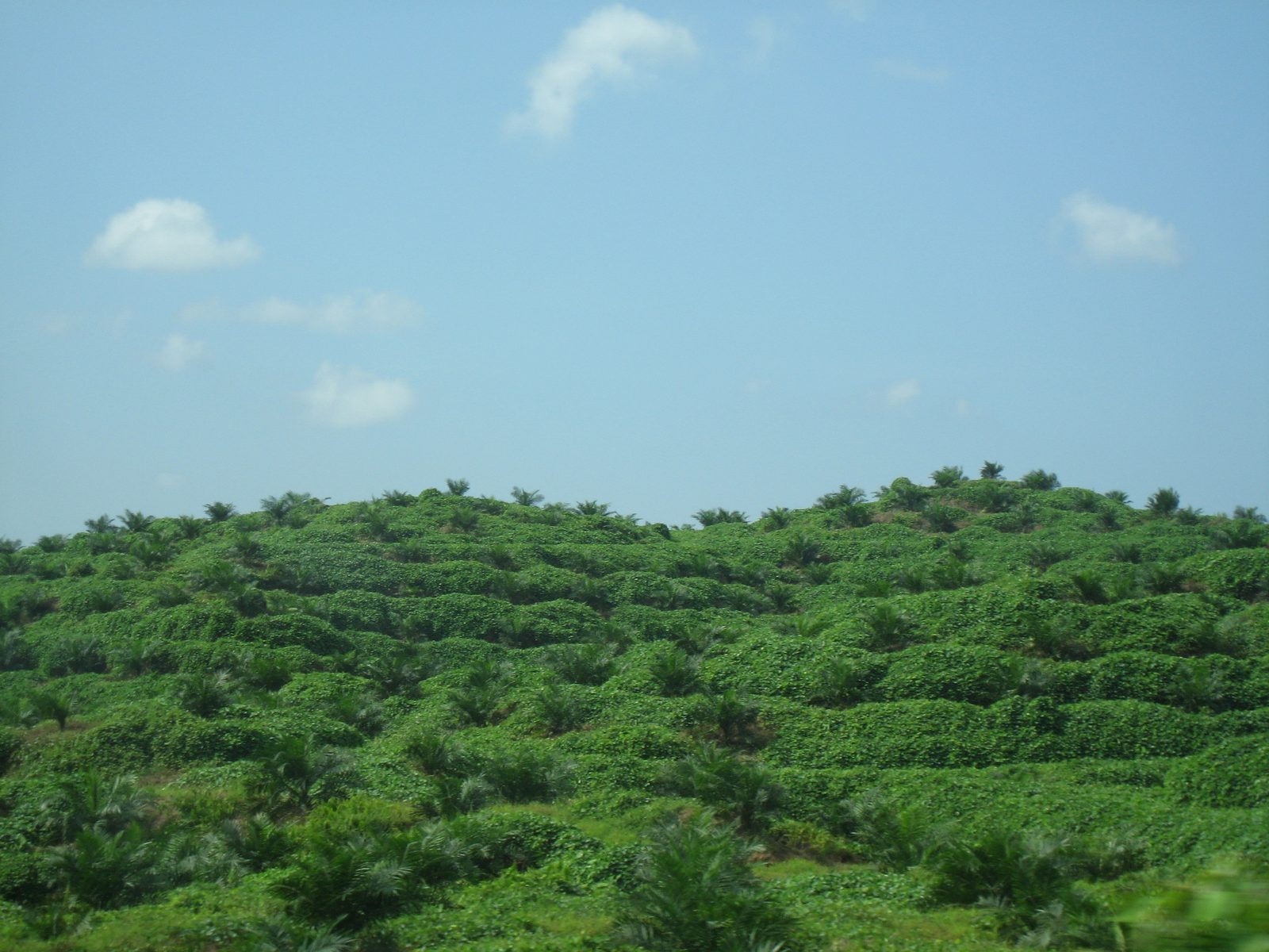 Not exactly the rainforest:  Even in Borneo, most of the wild jungles have been cut down and...
