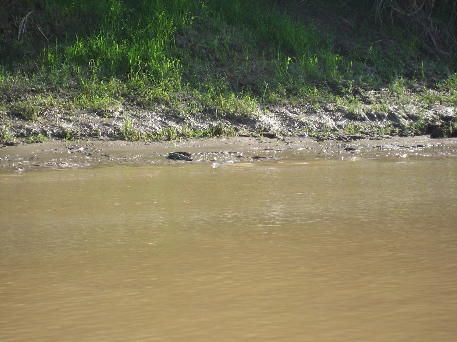 It's a crocodile!  (Viewed from the safety of our safari boat, while headed downstream to our camp.)