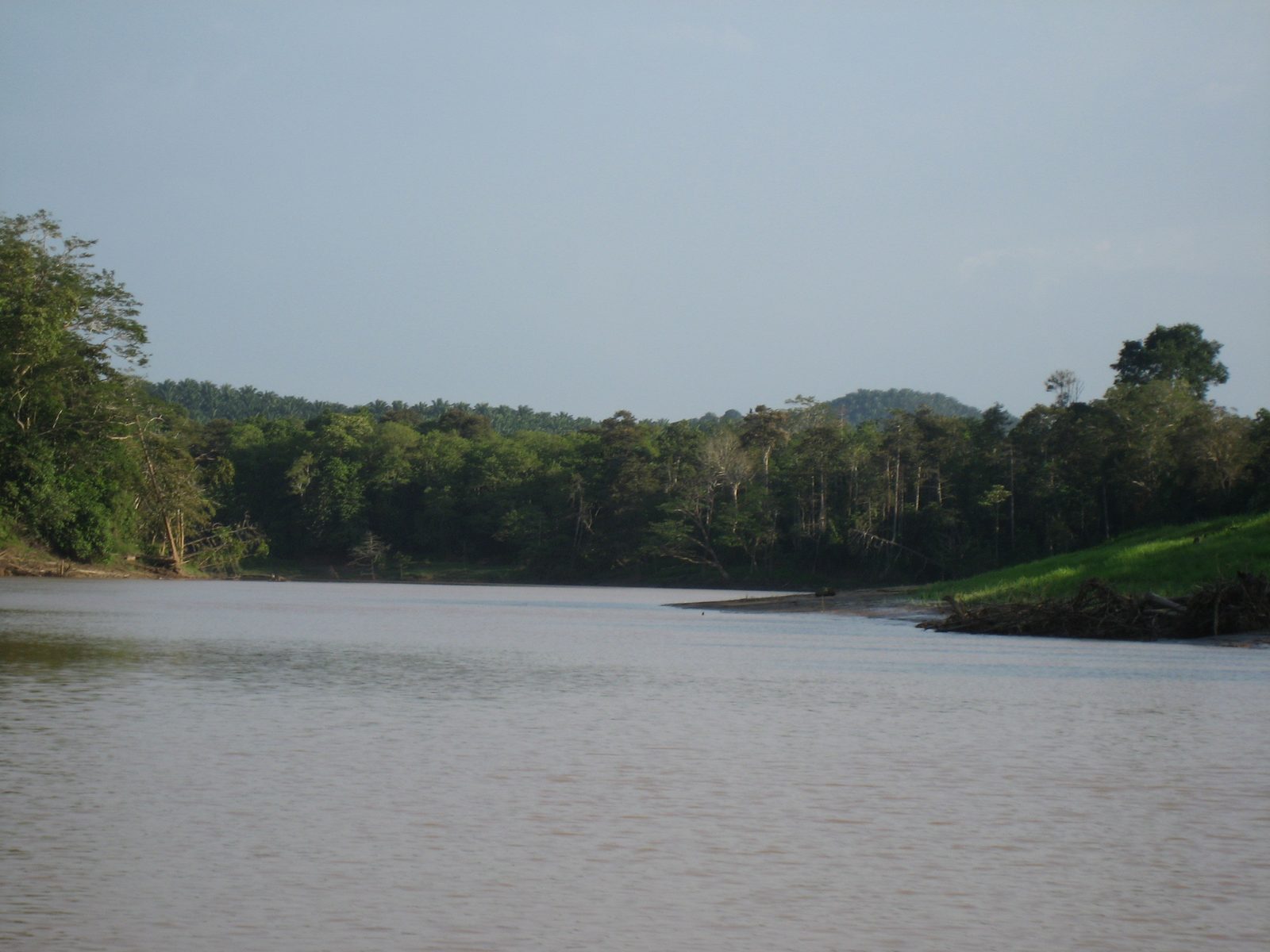 View up river of the Sungai Kinabatangan on our way to camp the first day.