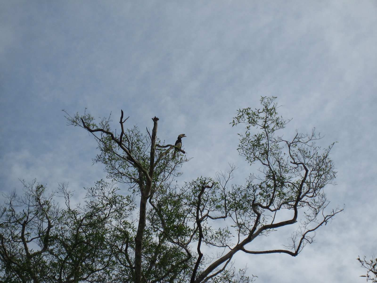 Funny looking bird whose name I already have forgotten.