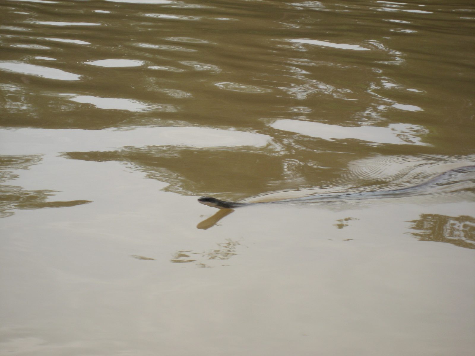 A swimming snake!