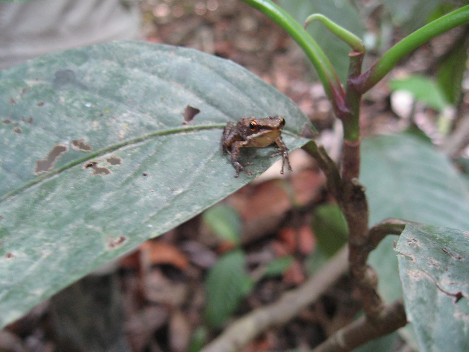 Tiny tree frog on a leaf in Sabah Borneo.