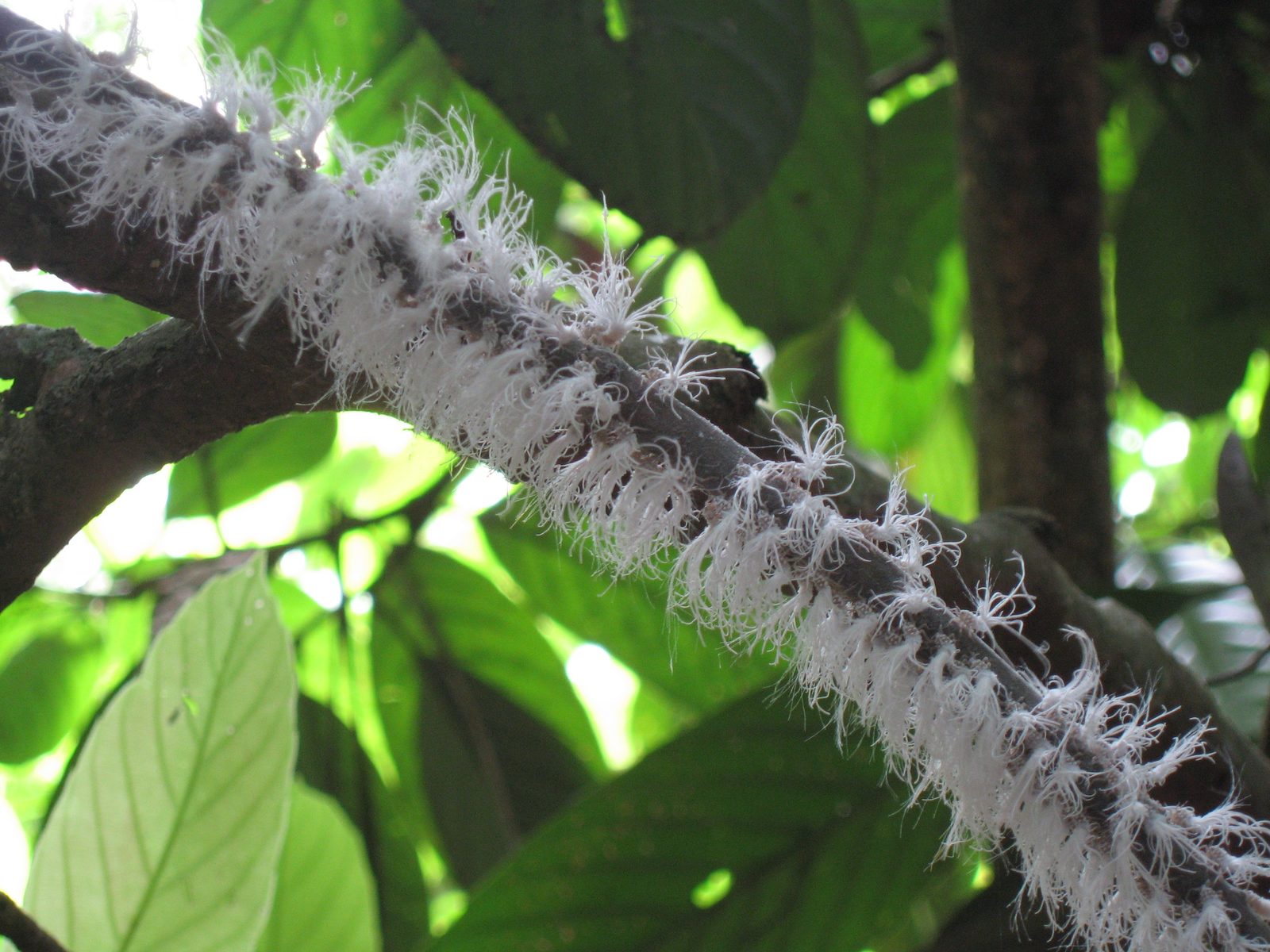 These things are actually animals and were walking up and down this tree branch.   They are...