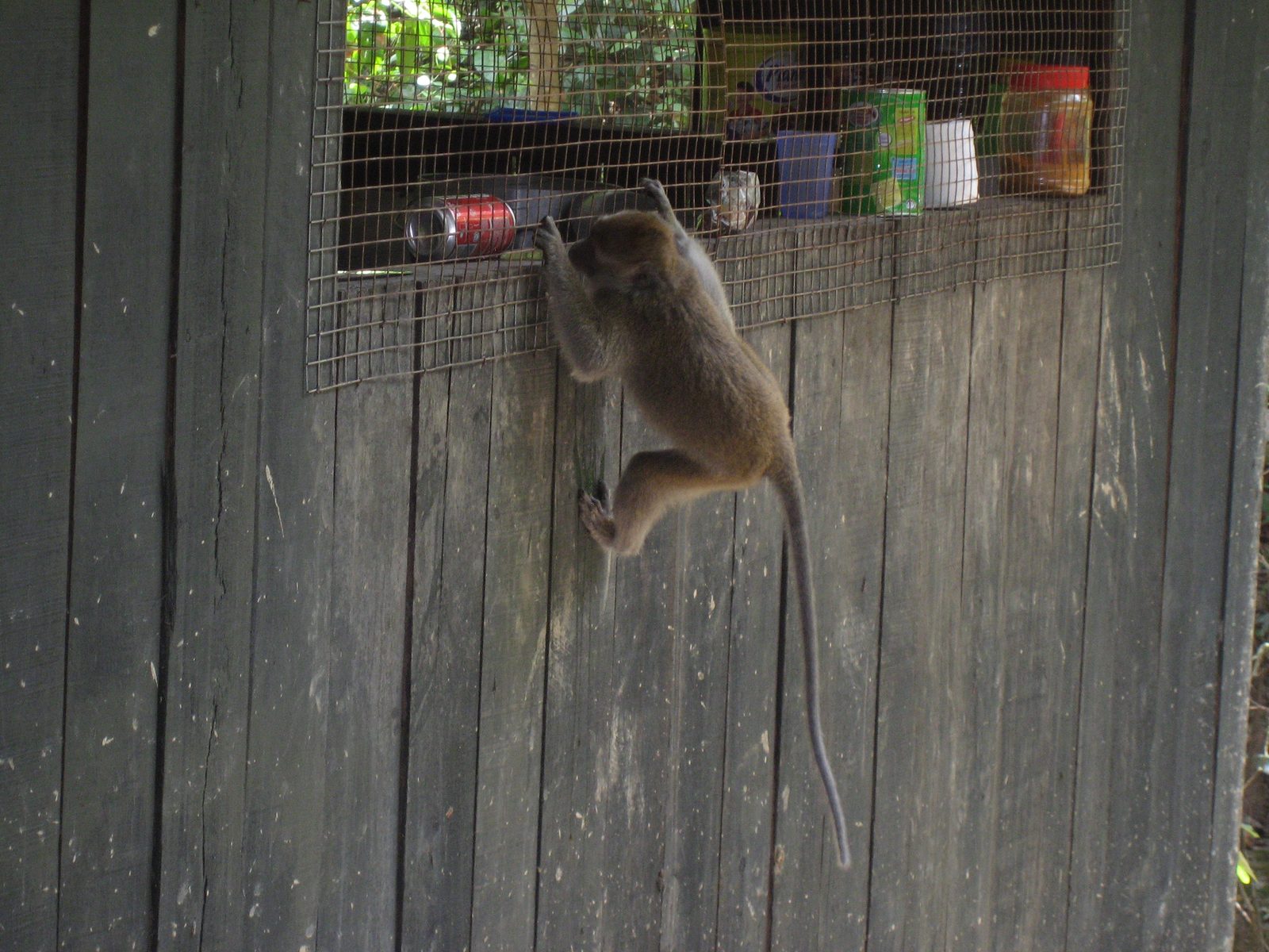 Monkeys are smart.  I watched as this one spent about 5 minutes trying to bat over an open can...