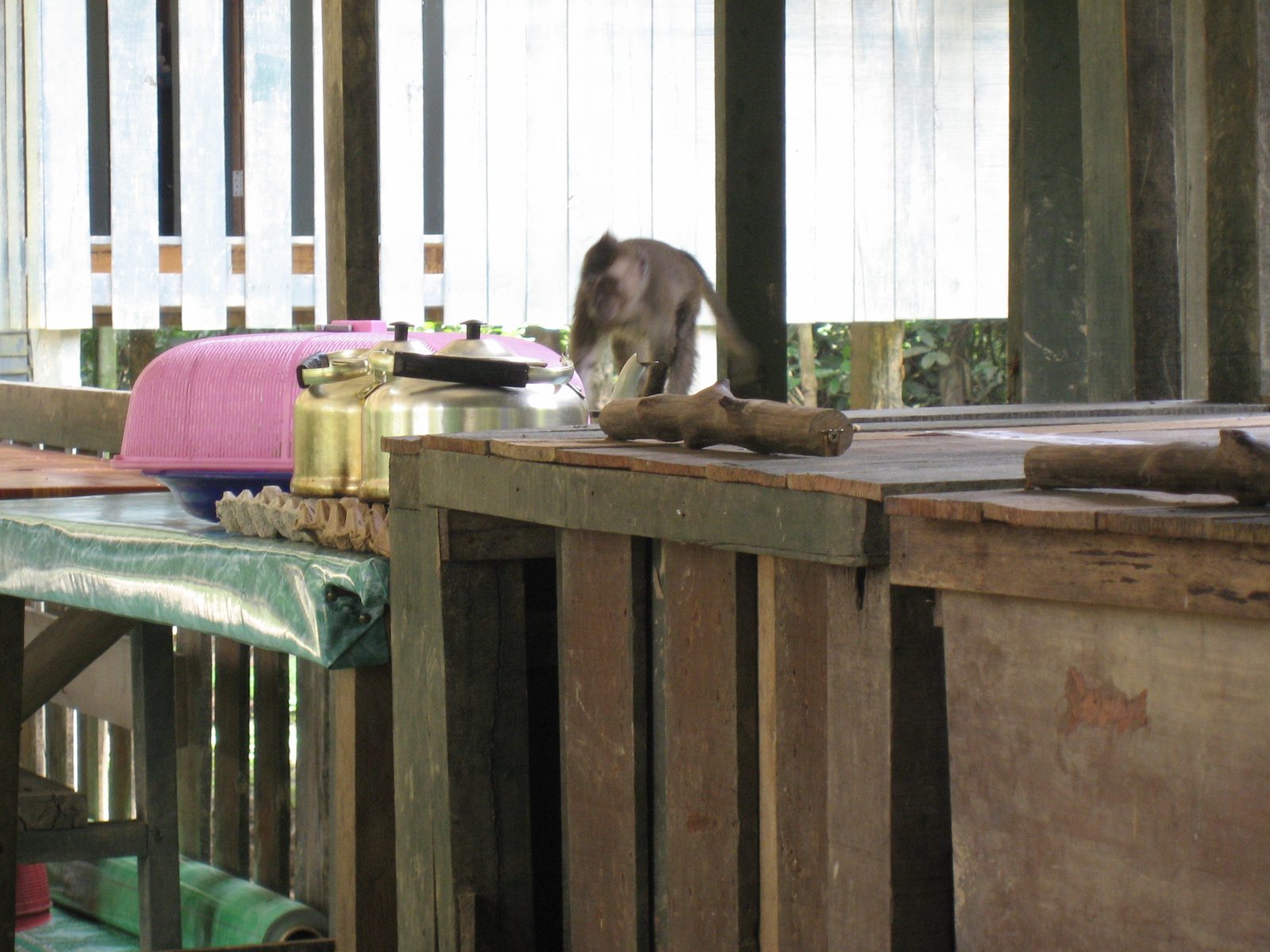Another monkey meanwhile breaks into the dining room.