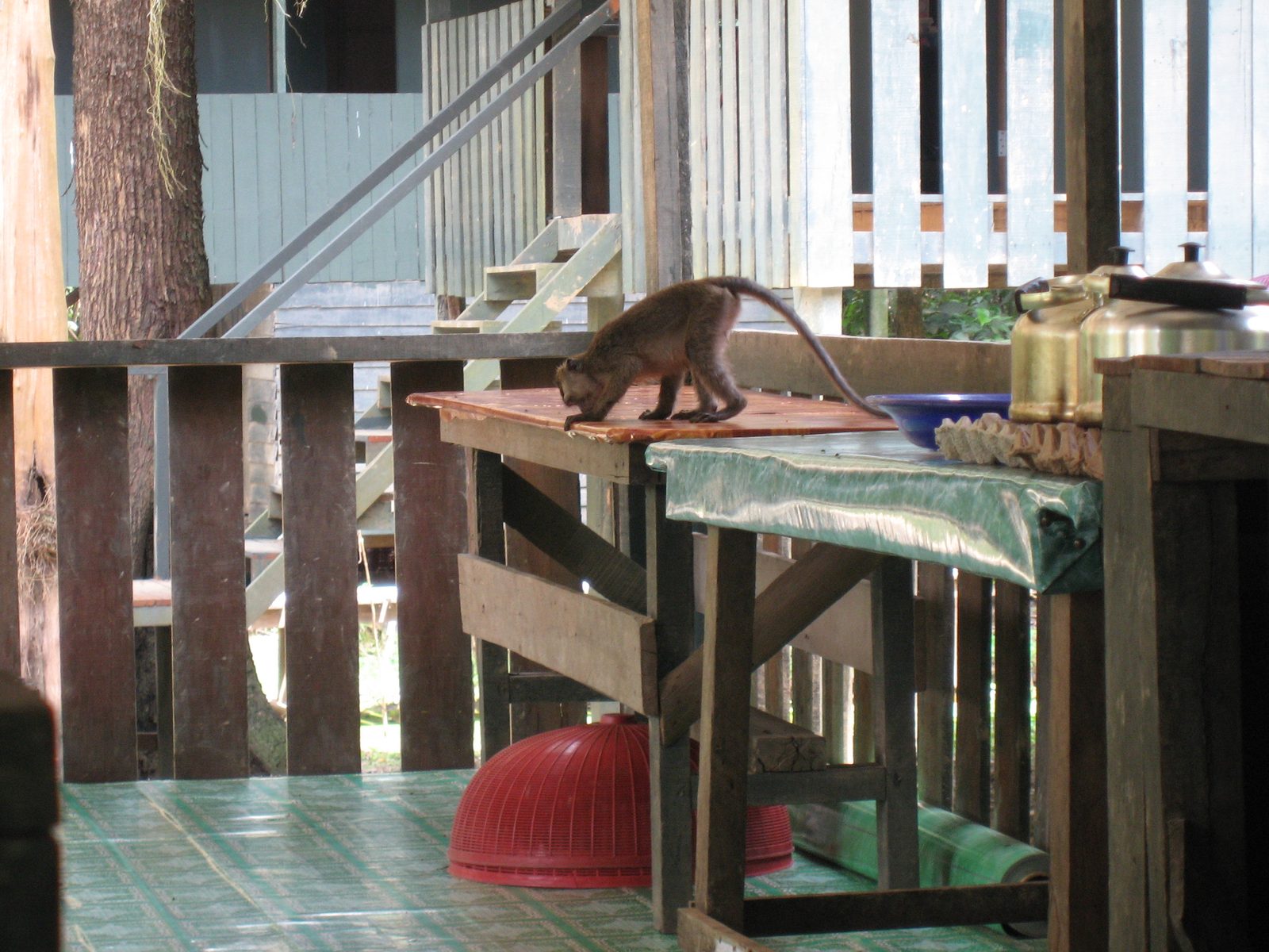 Monkeys monkeys everywhere.  This one wants dinner, I'm guessing.