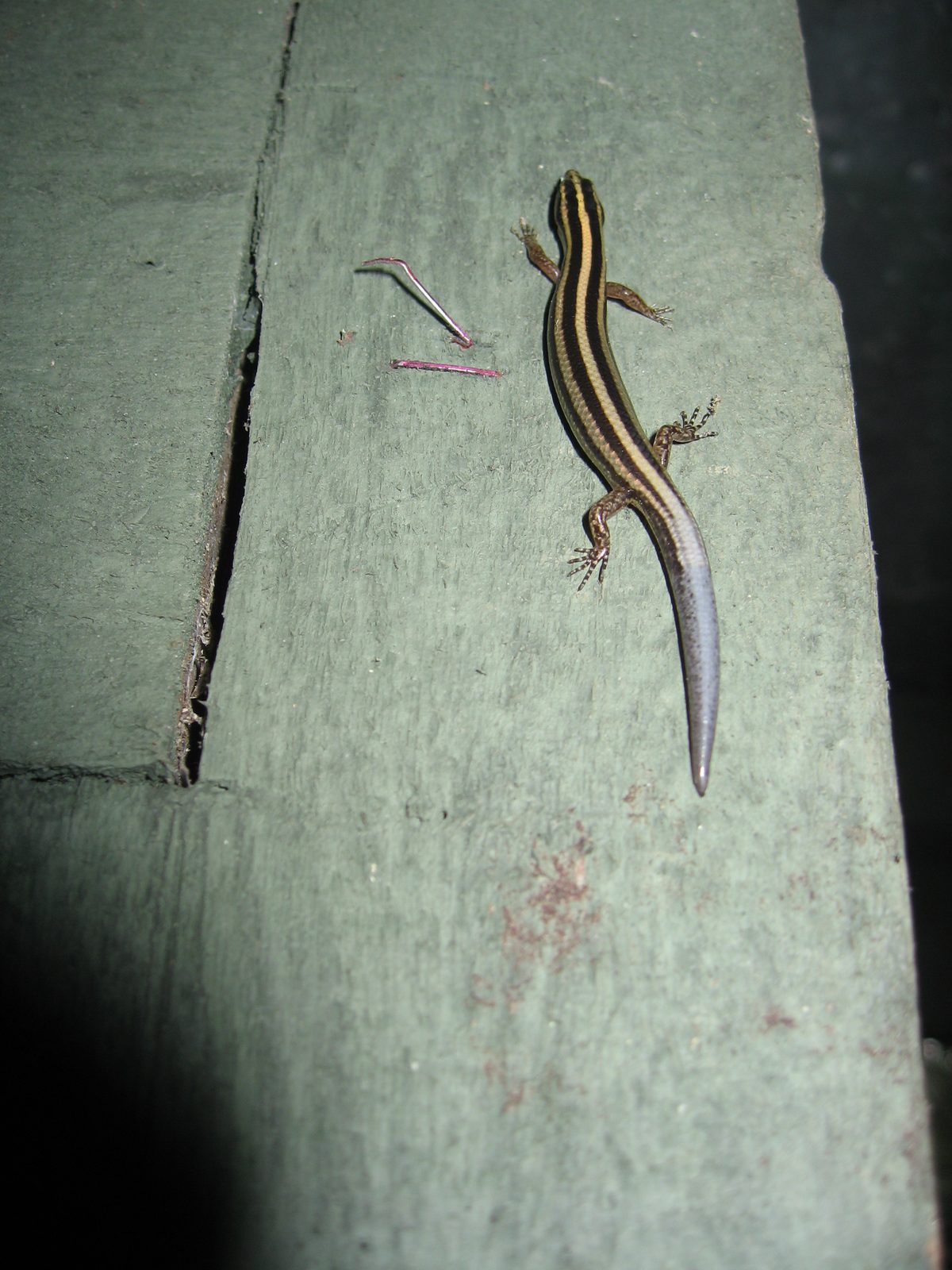 An interesting looking newt of some sort.