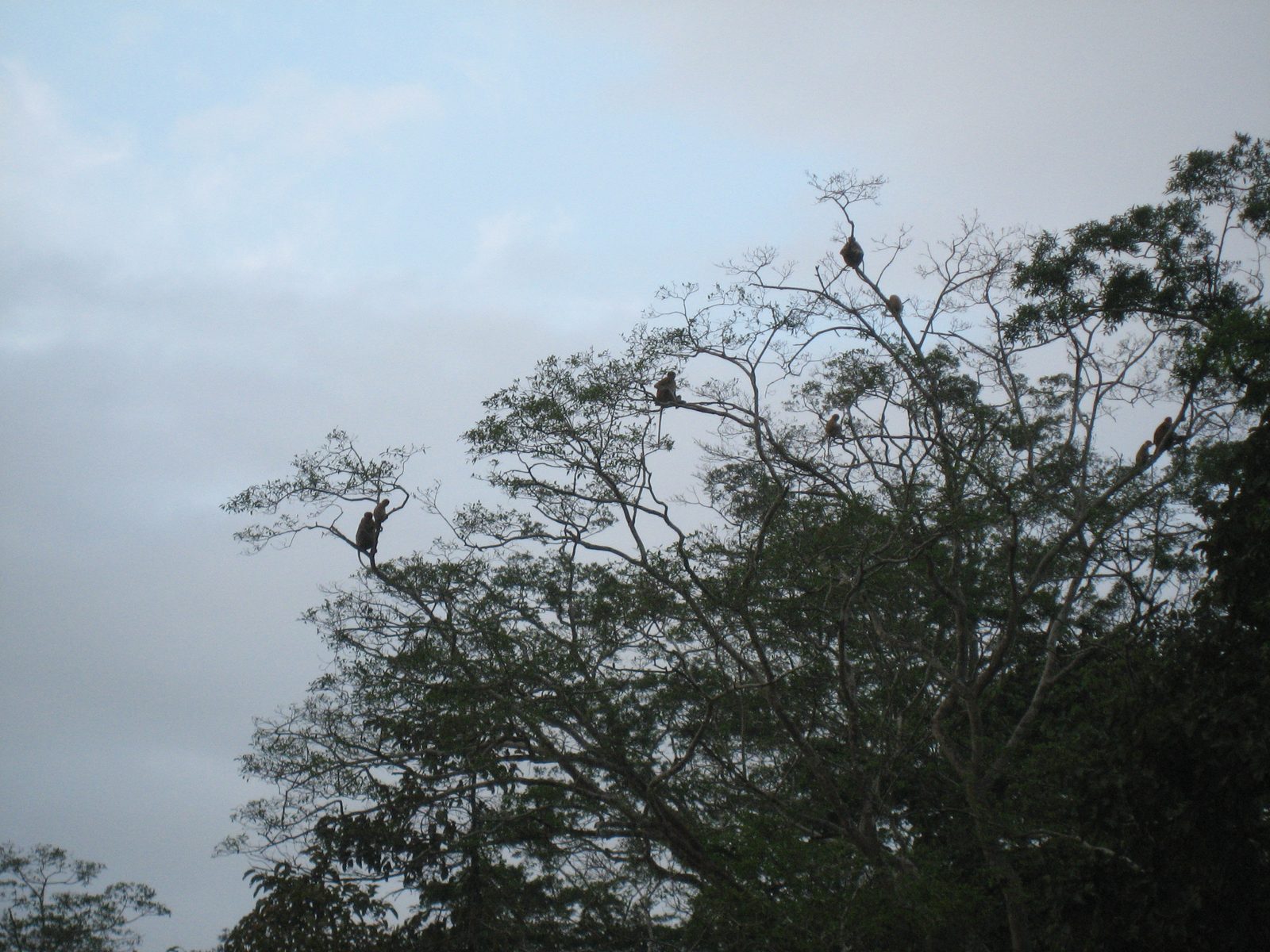 Proboscis monkeys in a tree.  Note the alpha male on top.