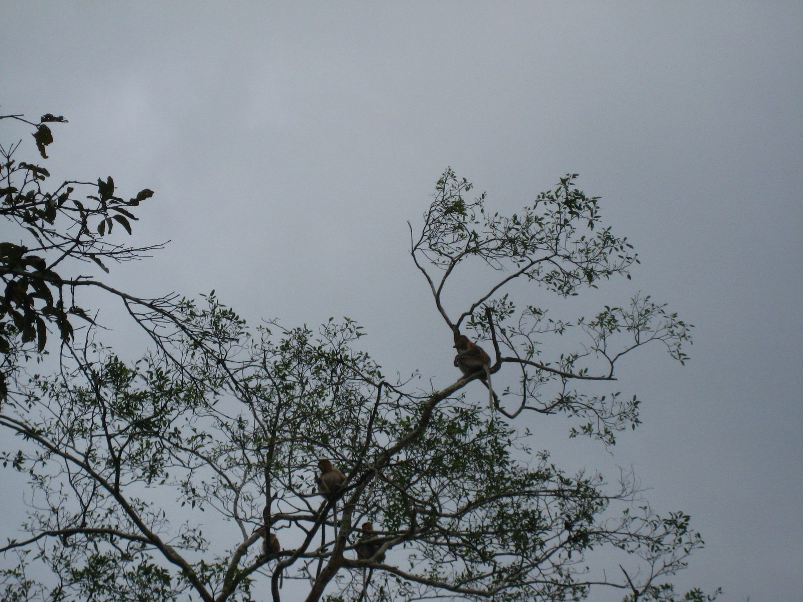 They look like fat bald humans sitting up in the trees.