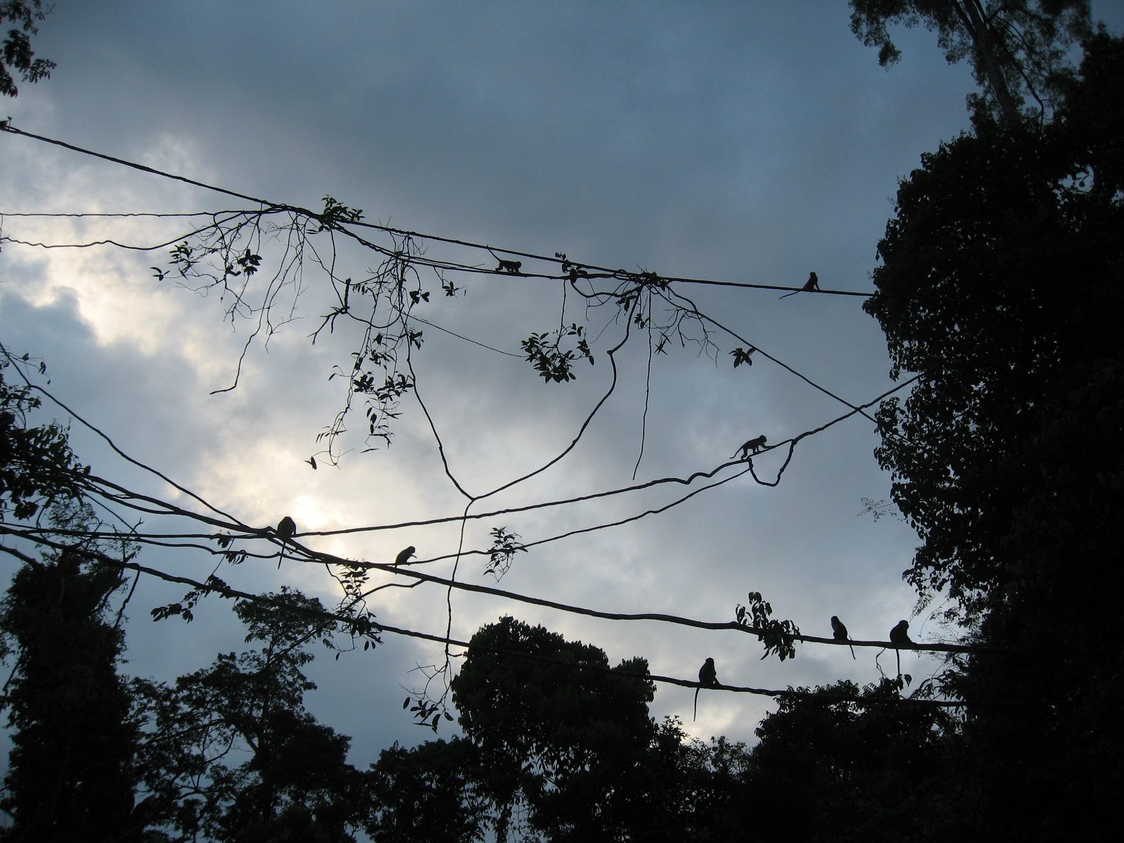 Monkeys hanging out on a vine looking like birds on a wire.