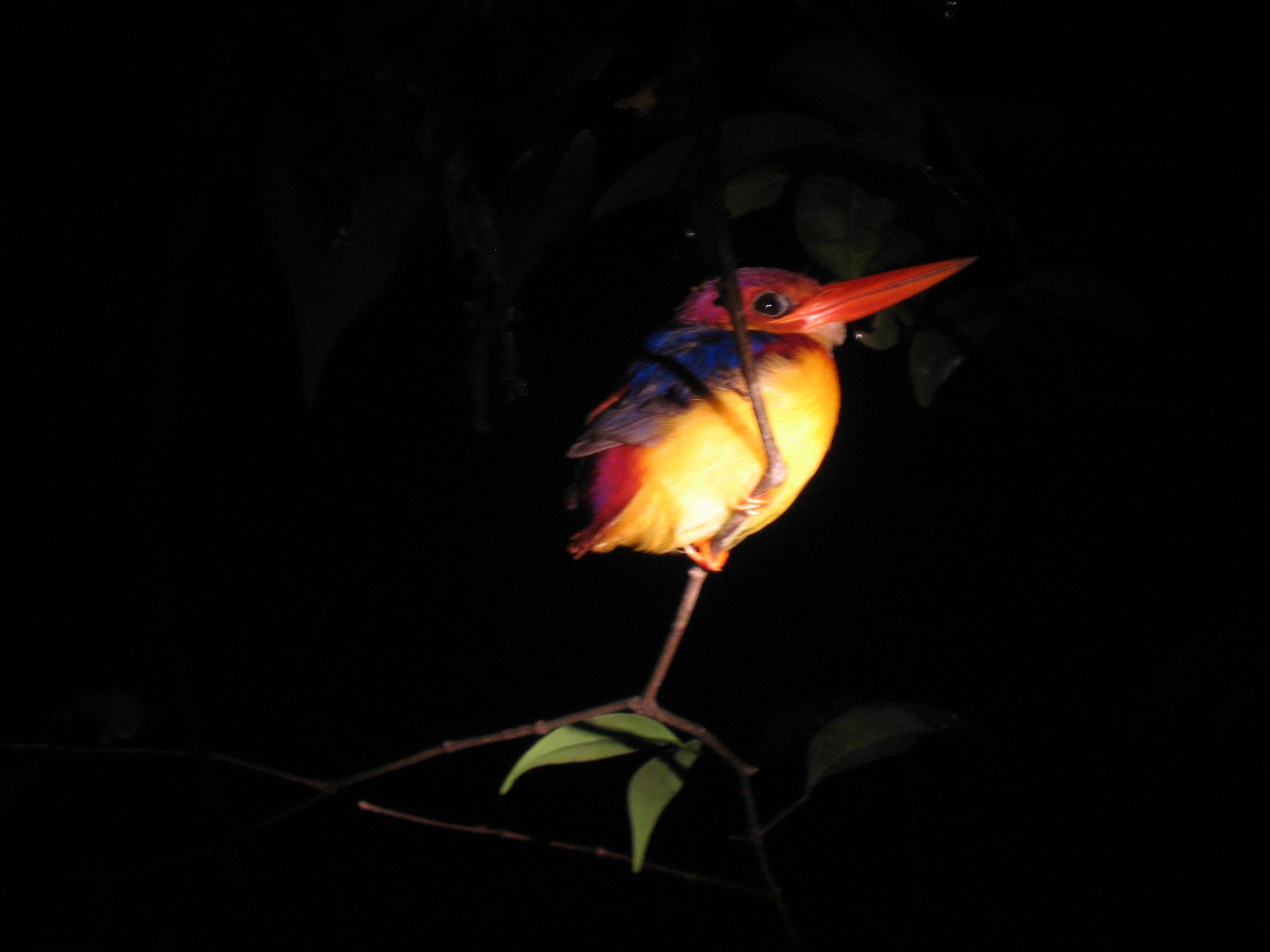 There's a handsome bird!  Spotted on the second night's safari.
