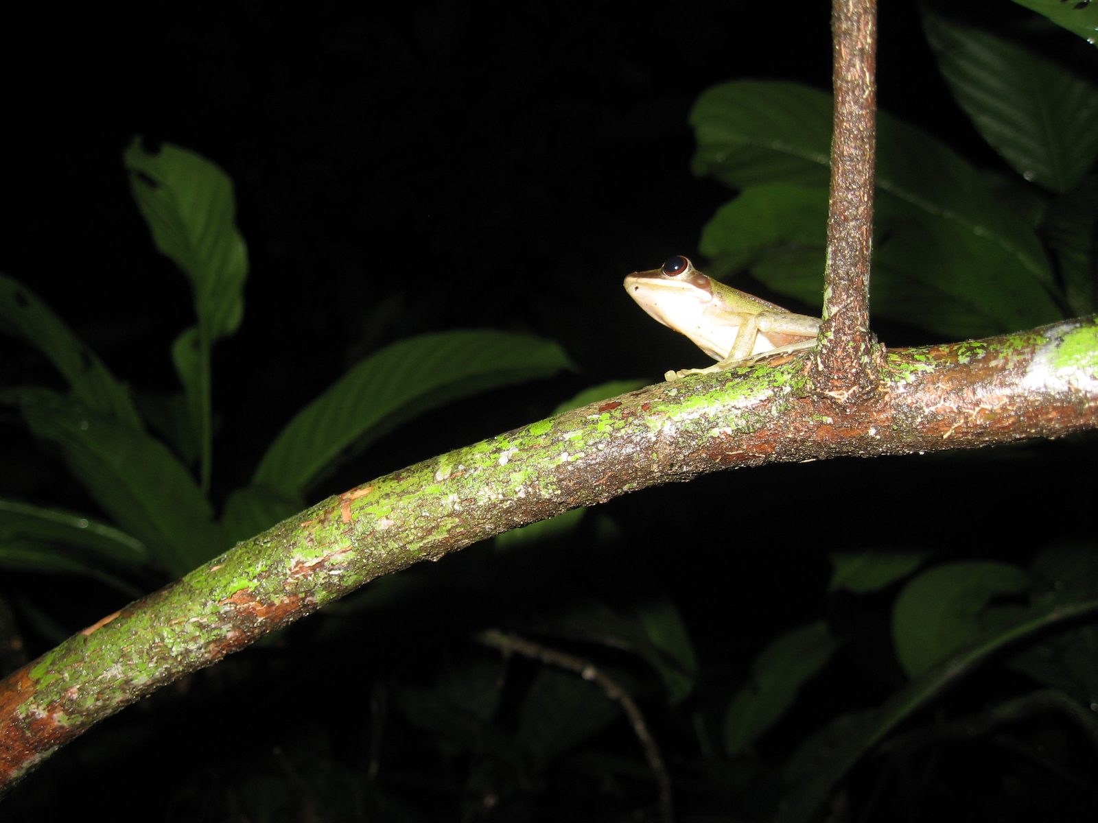 Another tree frog.