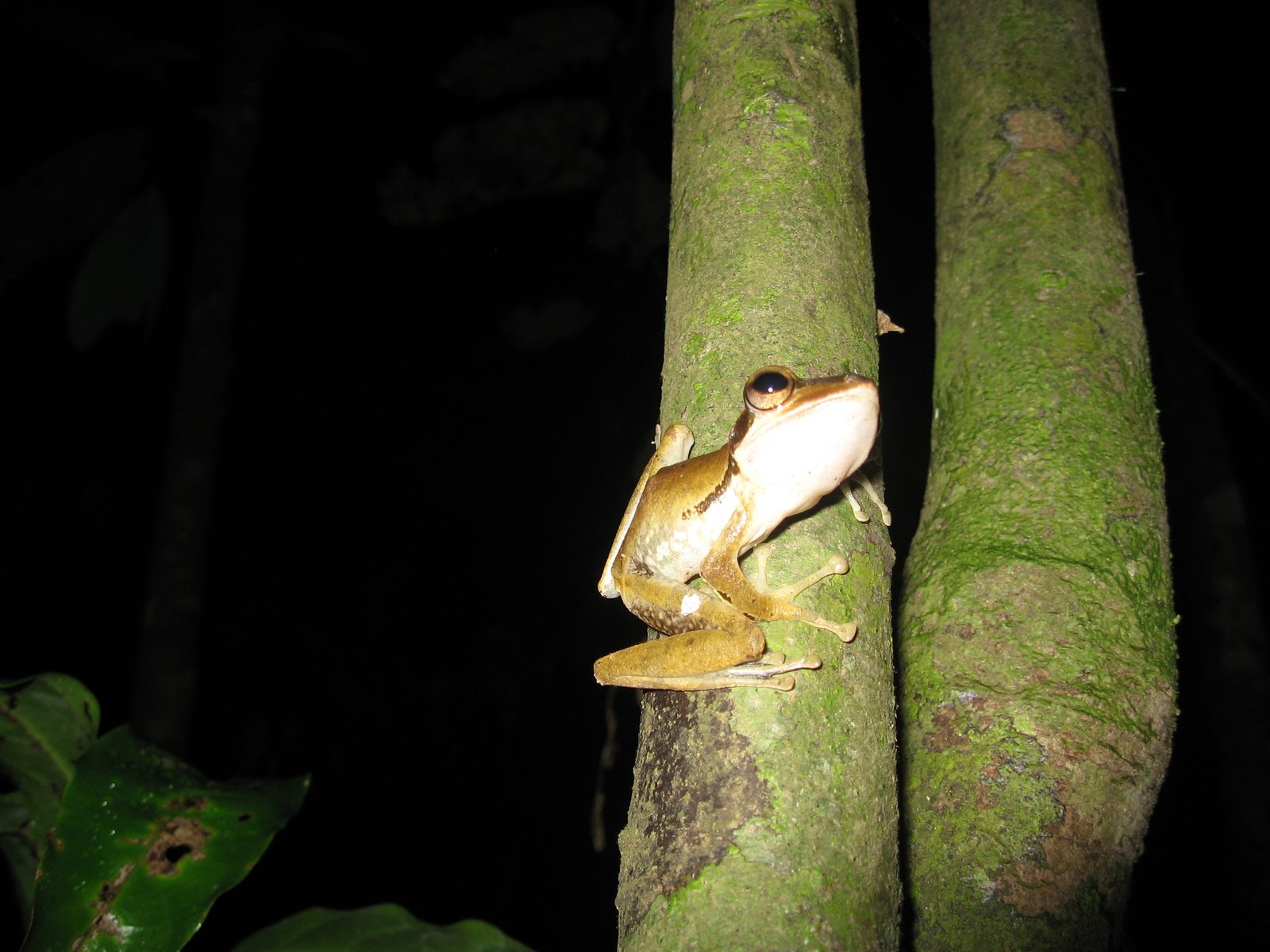 A tree frog found on a night safari.