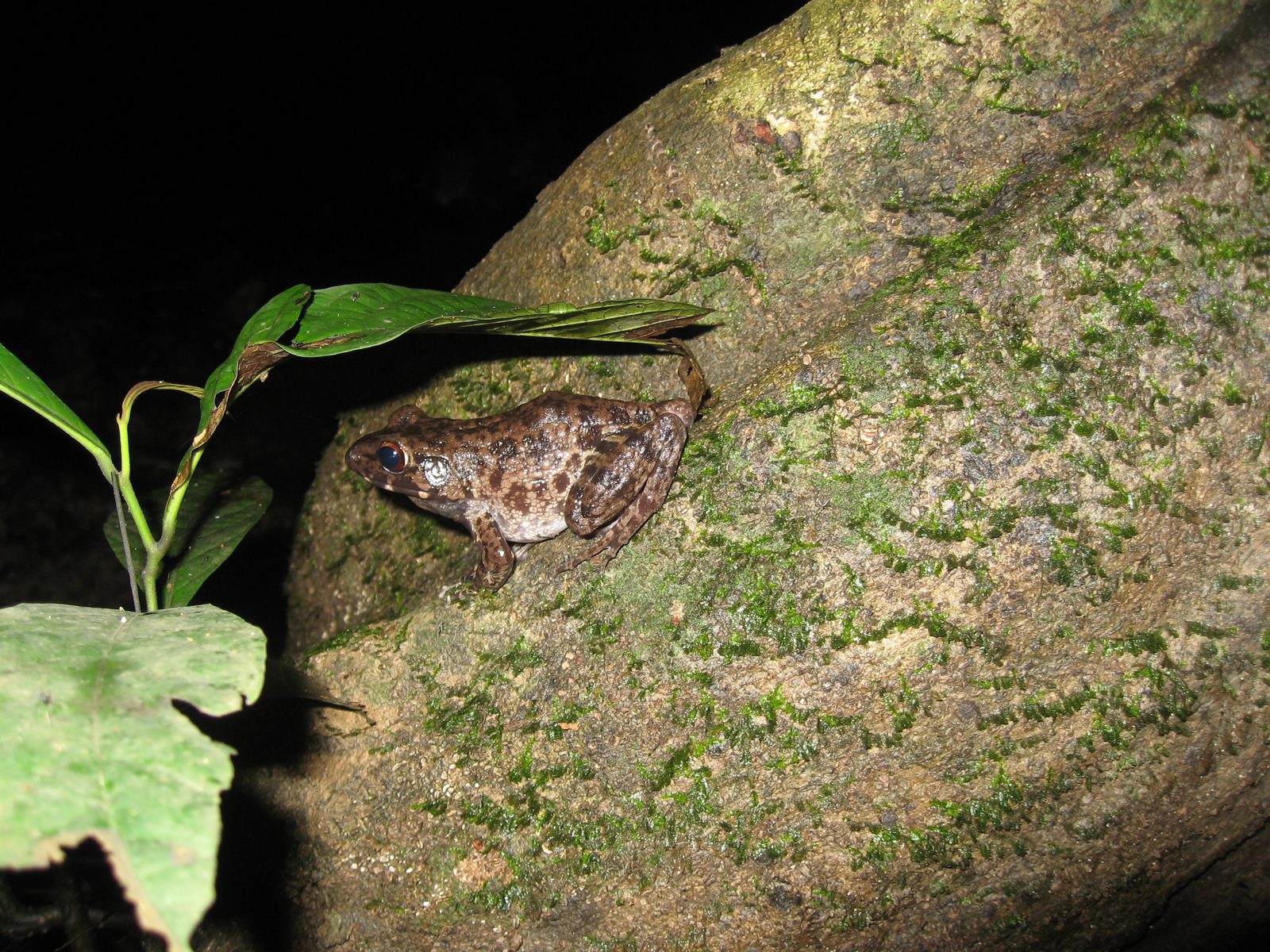 Good camouflaged frog on a tree trunk. 