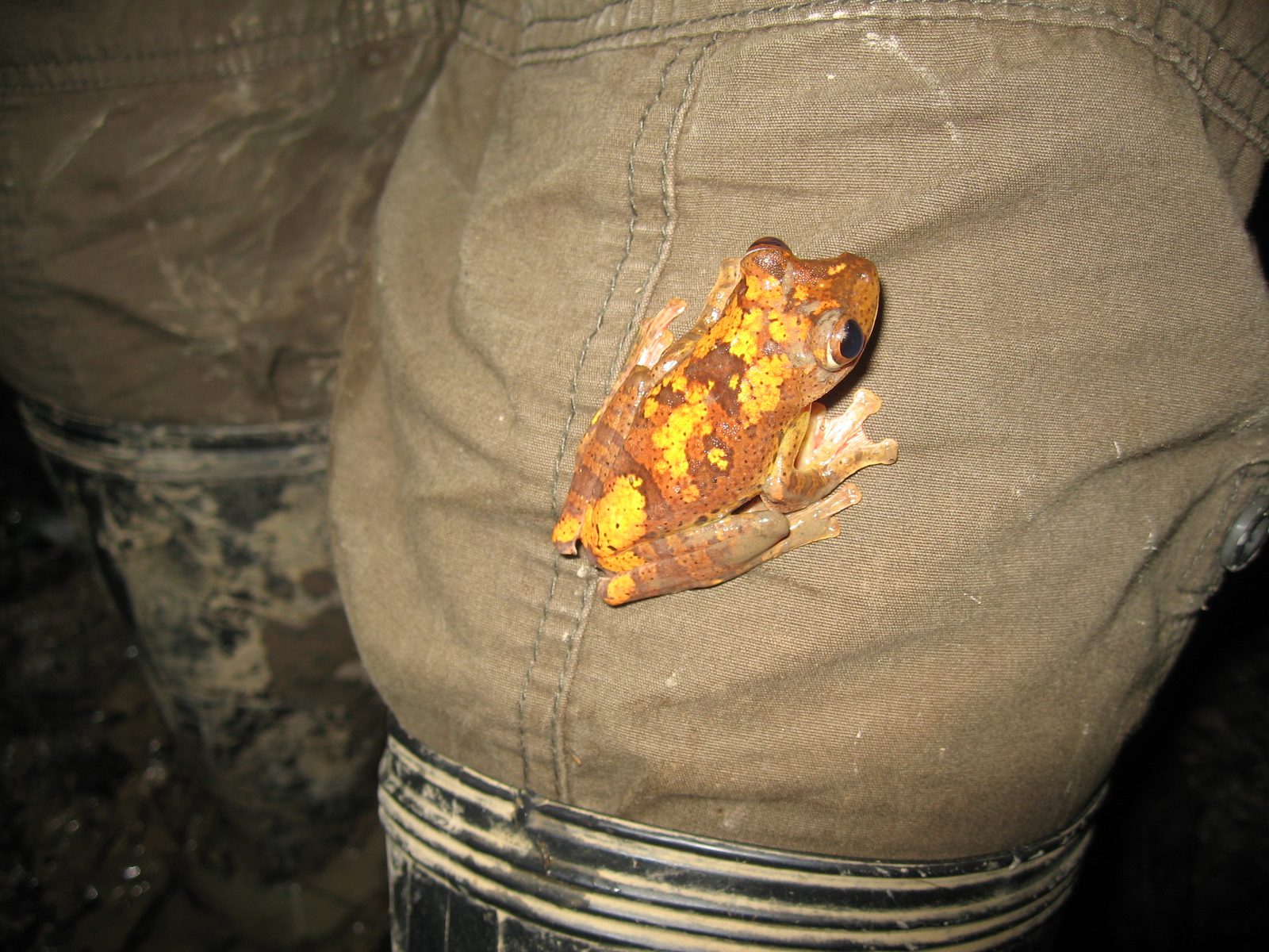 One frog jumped on to our guide's pant leg.