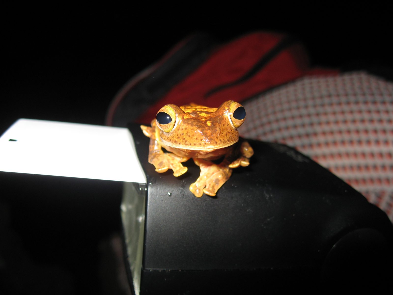 This was one very curious frog.  Here he is sitting on the flash of someone's camera.