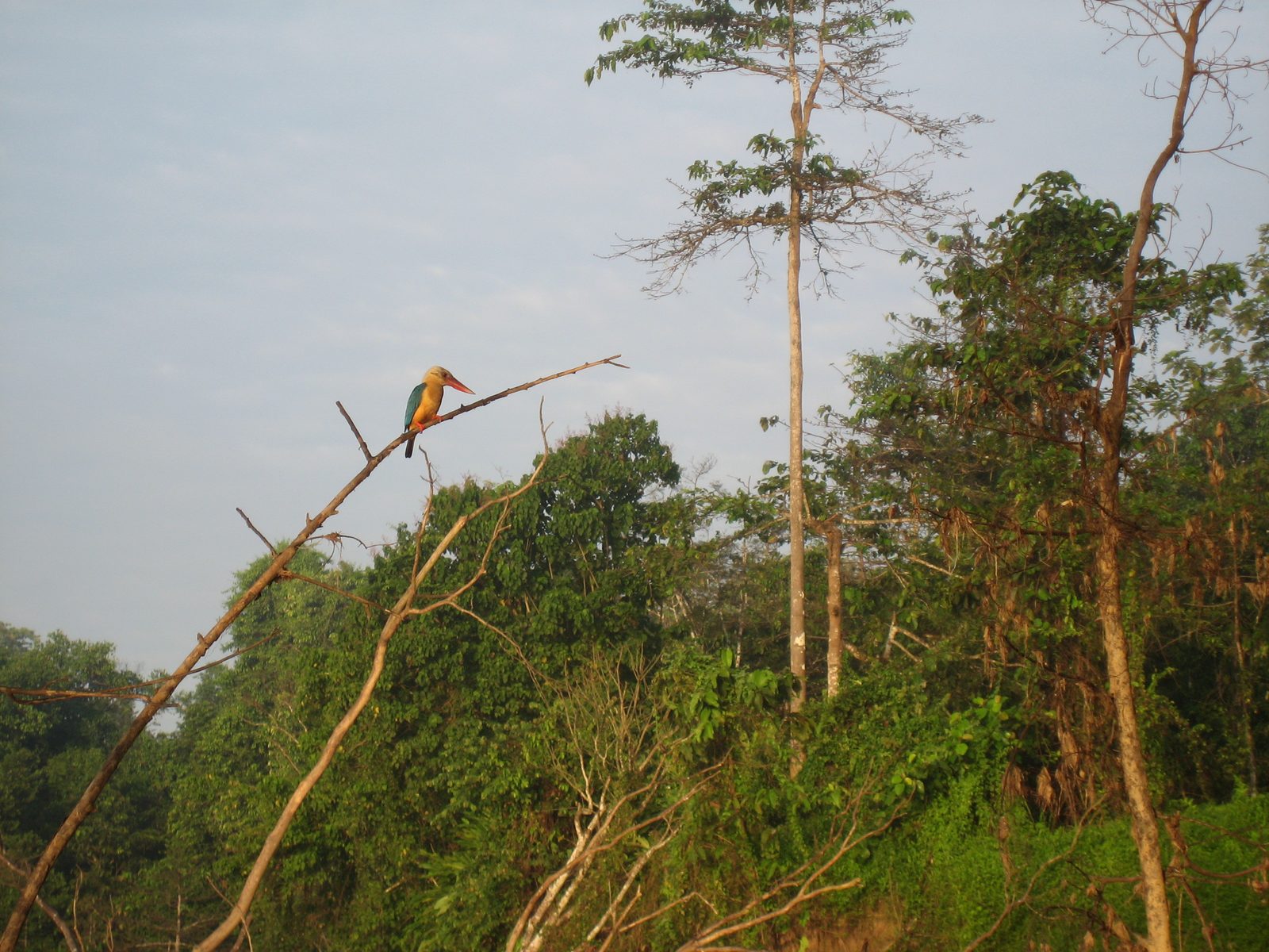Very pretty kingfisher looking for breakfast on the 3rd day's morning safari.