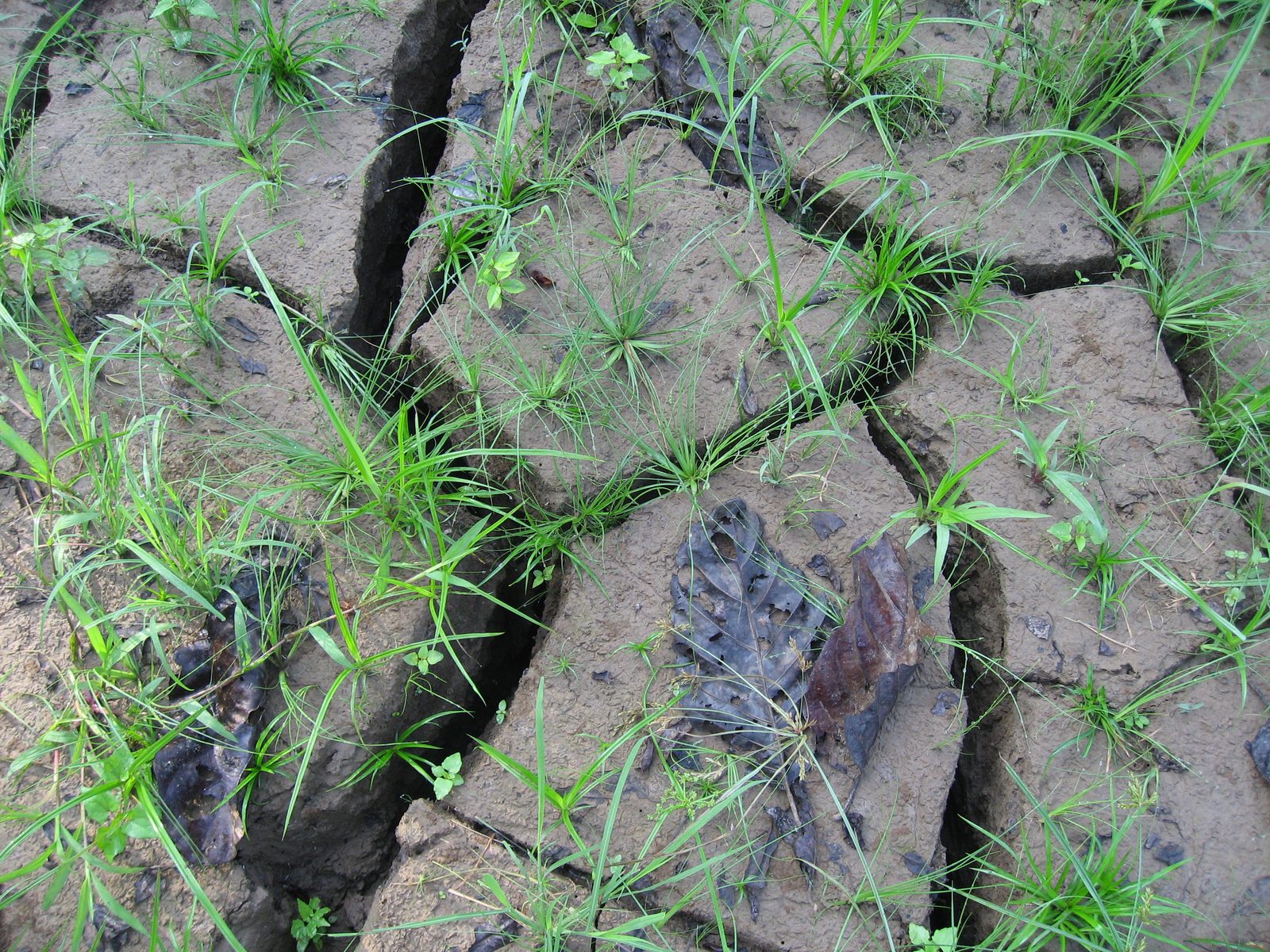 Cracked, dry earth from the rainy season.