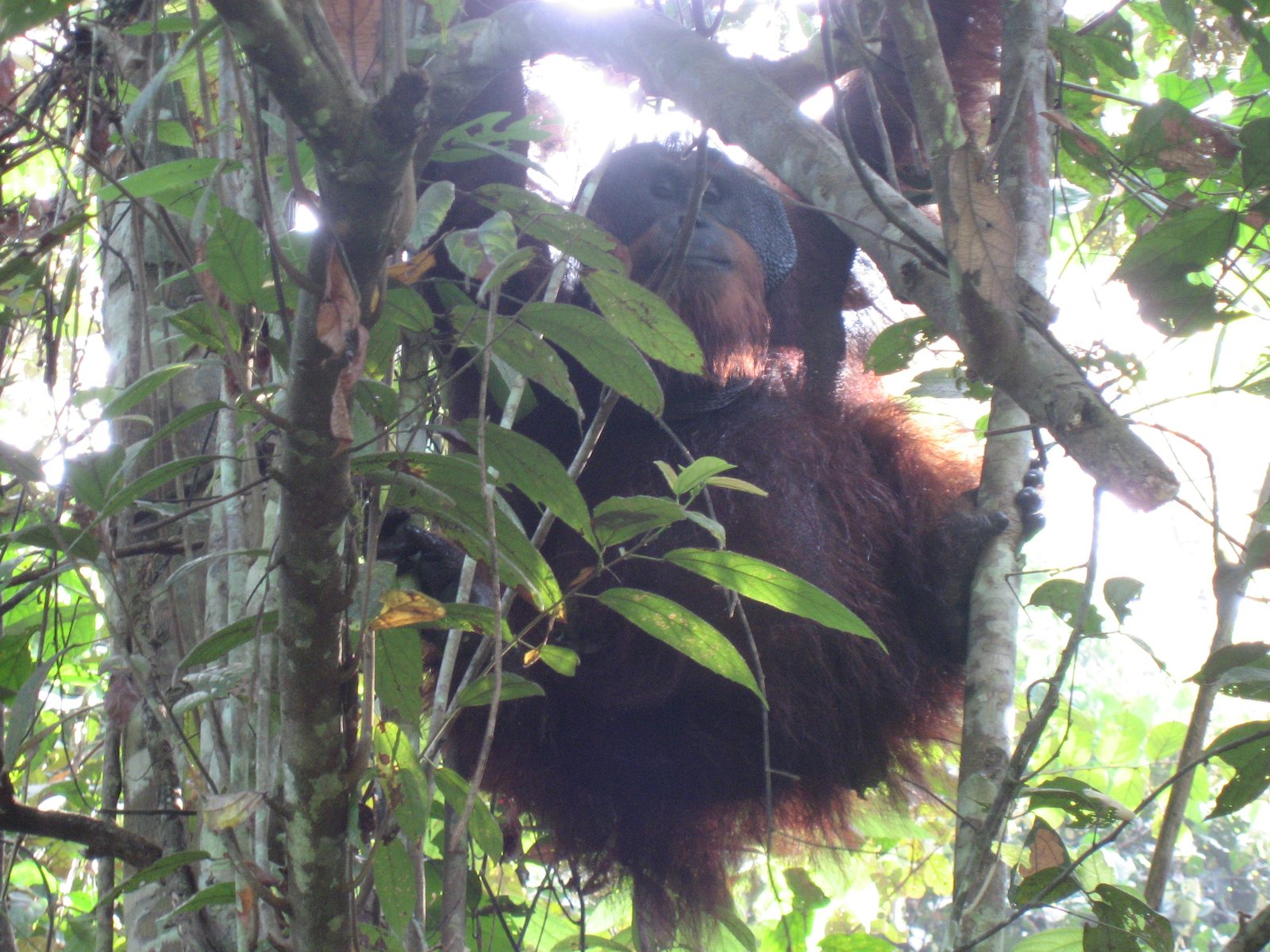 A 200+ lb ape (orang-utan) says hello.  We were extremely lucky to see this large male in the...