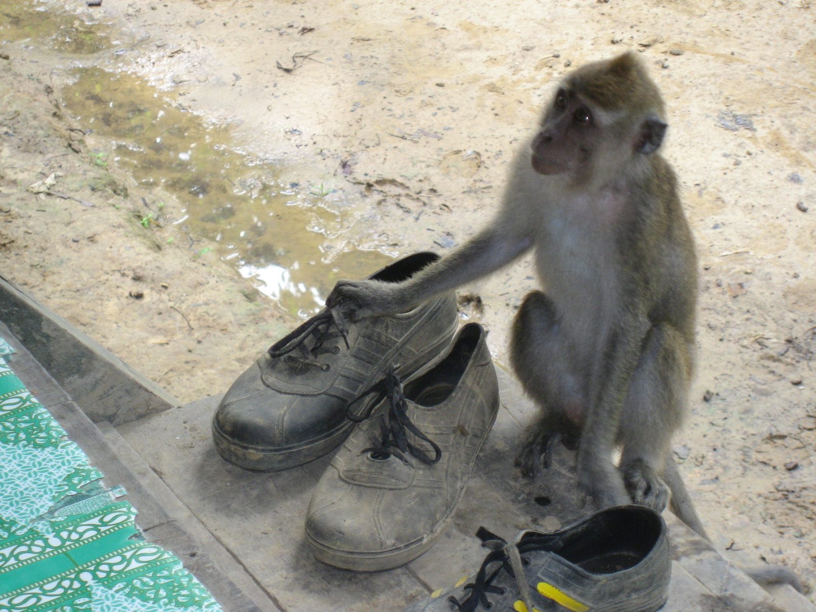 Your shoes, sir.