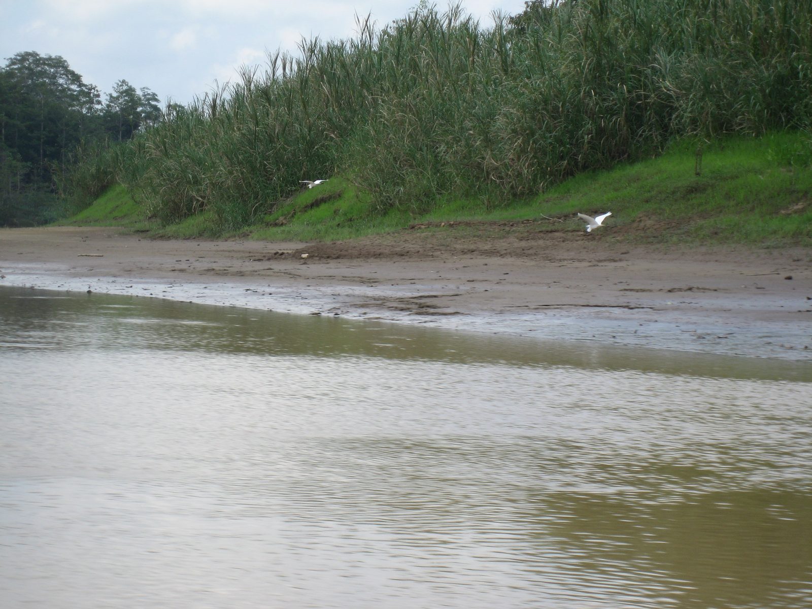 Some cranes fly along the river.