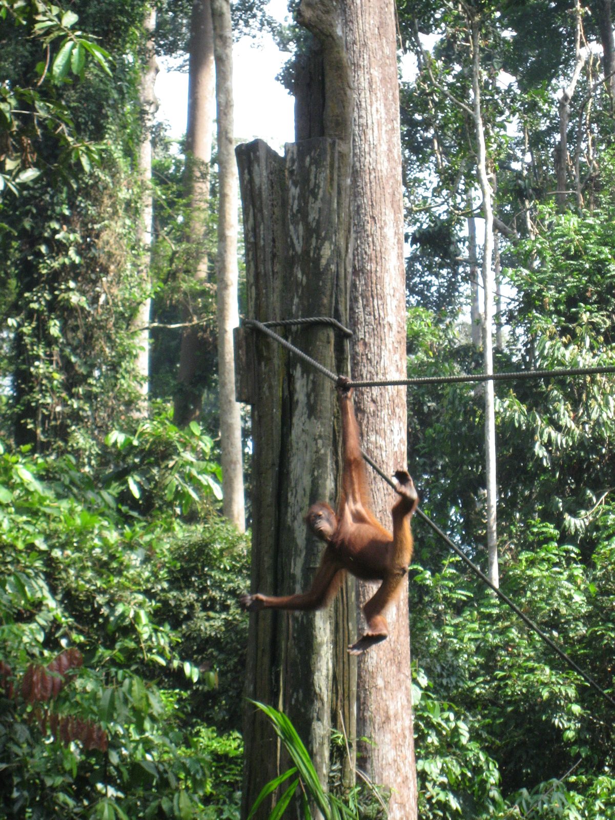 Next we stopped at the Sepilok Orangutan Rehabilitation Center to see the afternoon feeding,...