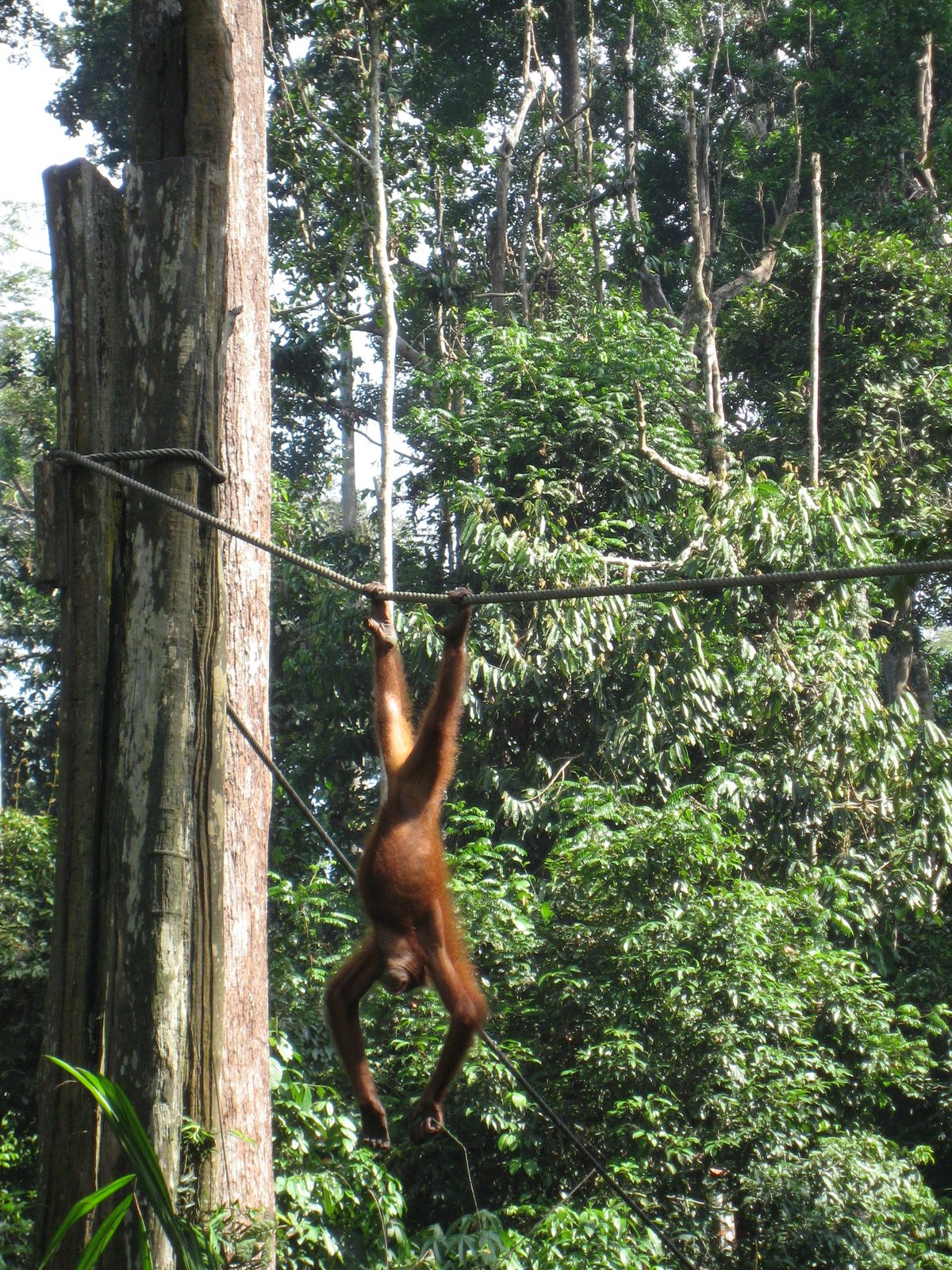 Orangutans doing acrobatics.  This was not so much a show as the easiest way for an orangutan to...