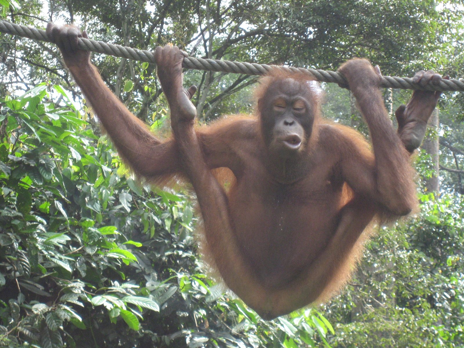 So funny.  Their feet look like feet except they have toes near the back like thumbs.  I'm...