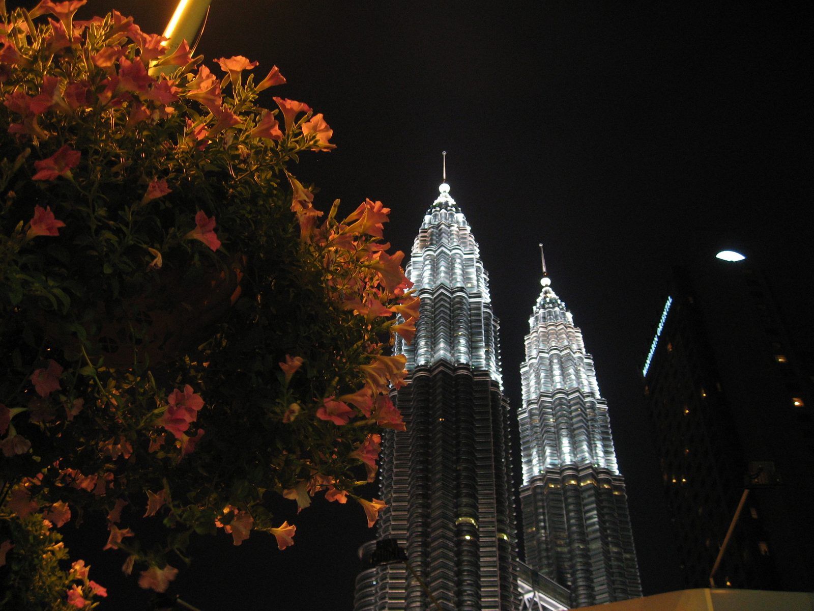 The Petronas Towers in Kuala Lumpur viewed at night with a flowering plant in the foreground.