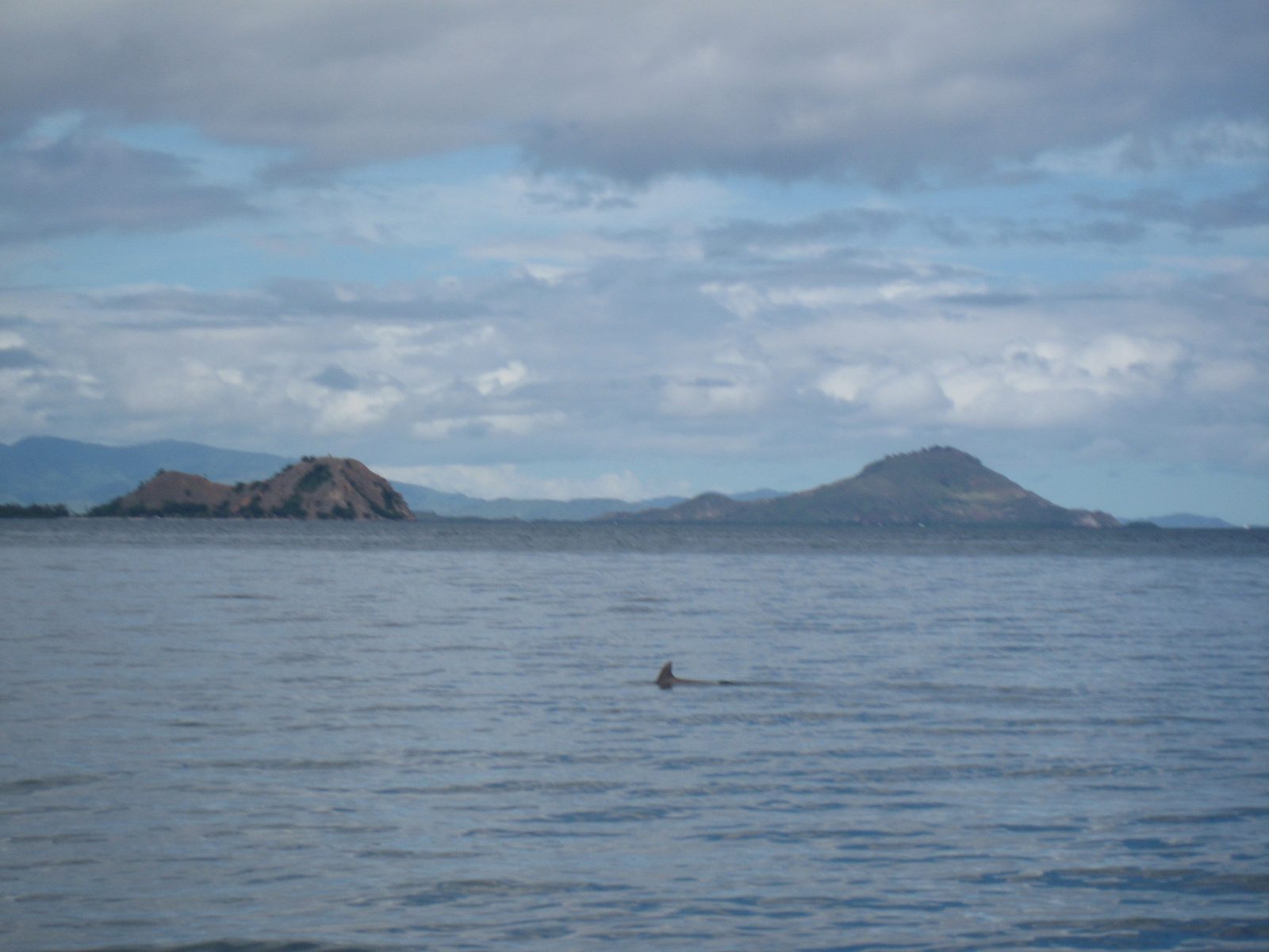 Dolphin sighting!