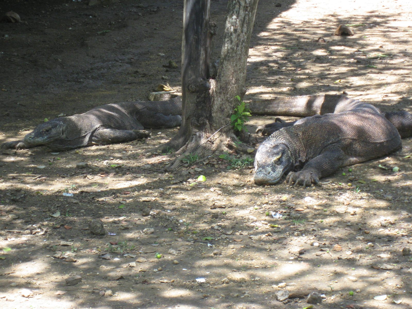Mr. Komodo Dragon says hello.