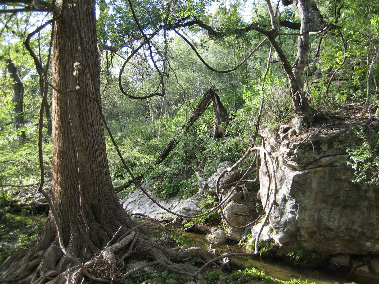 I really liked the natural beauty of the countryside surrounding Austin much more than I thought...