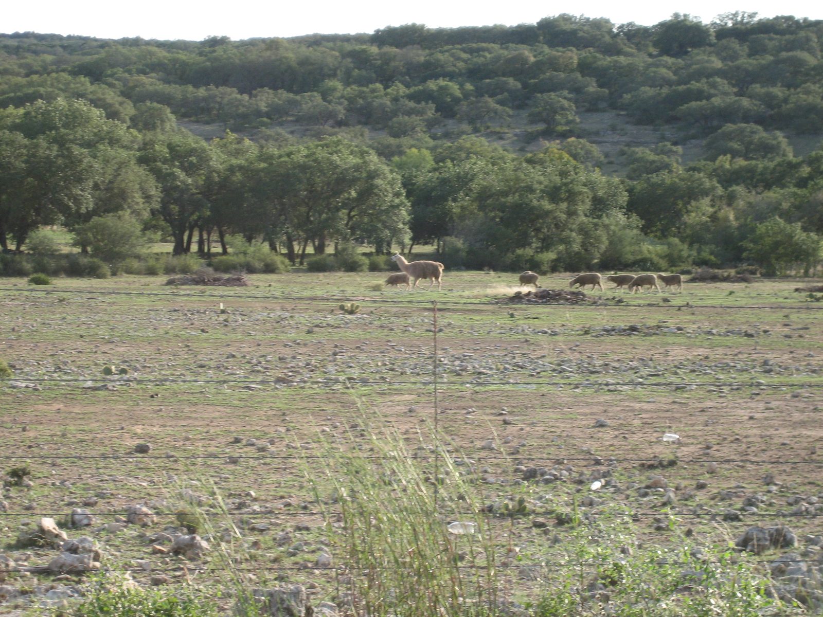 Llama with herd of sheep.
