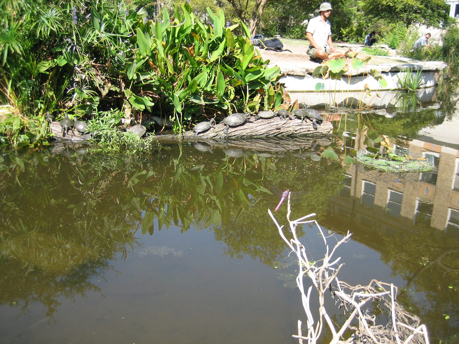 The turtle pond at UT (one of Catherine's favorite places).  Lots and lots of turtles.