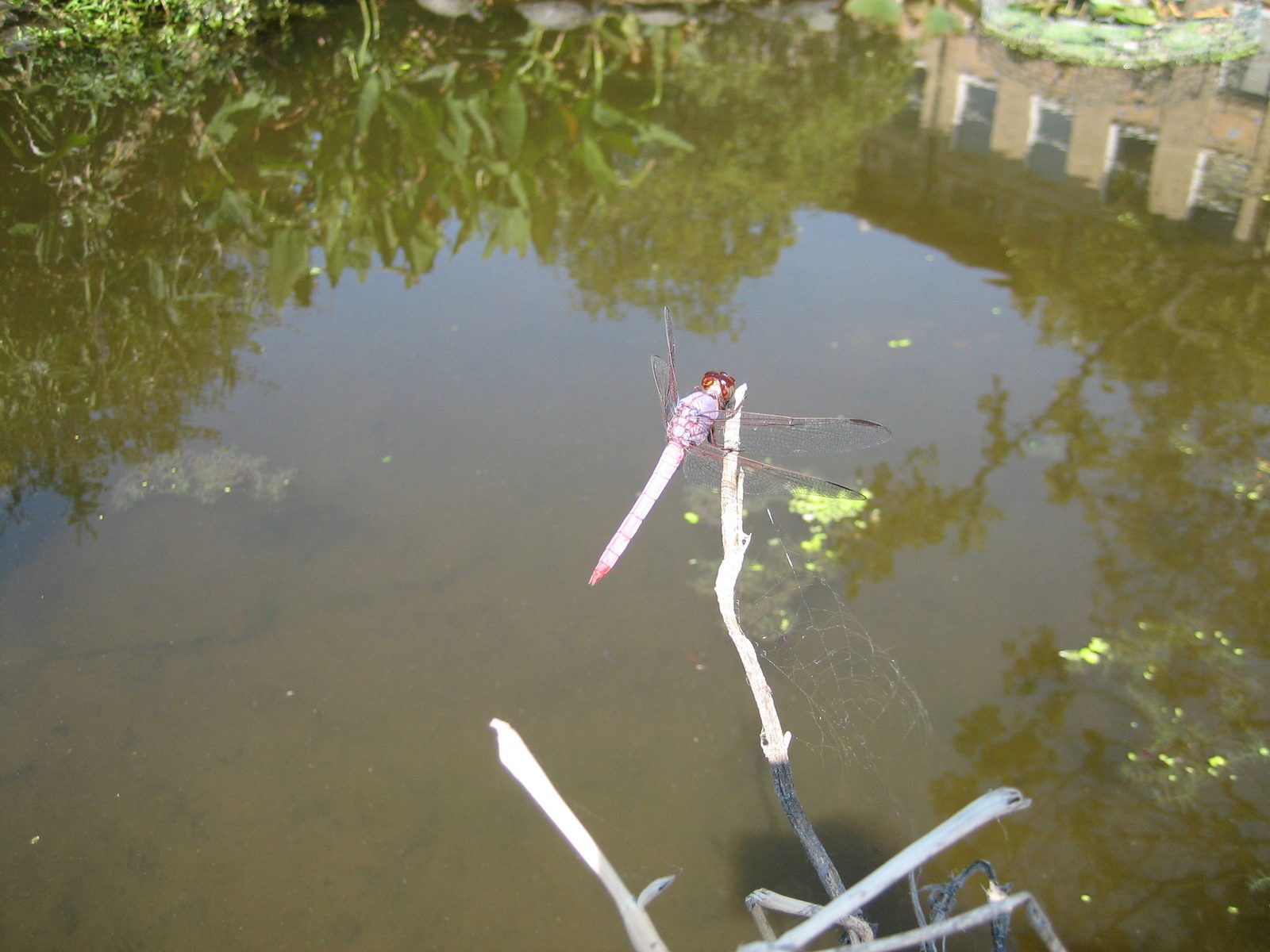 And giant dragonflies.