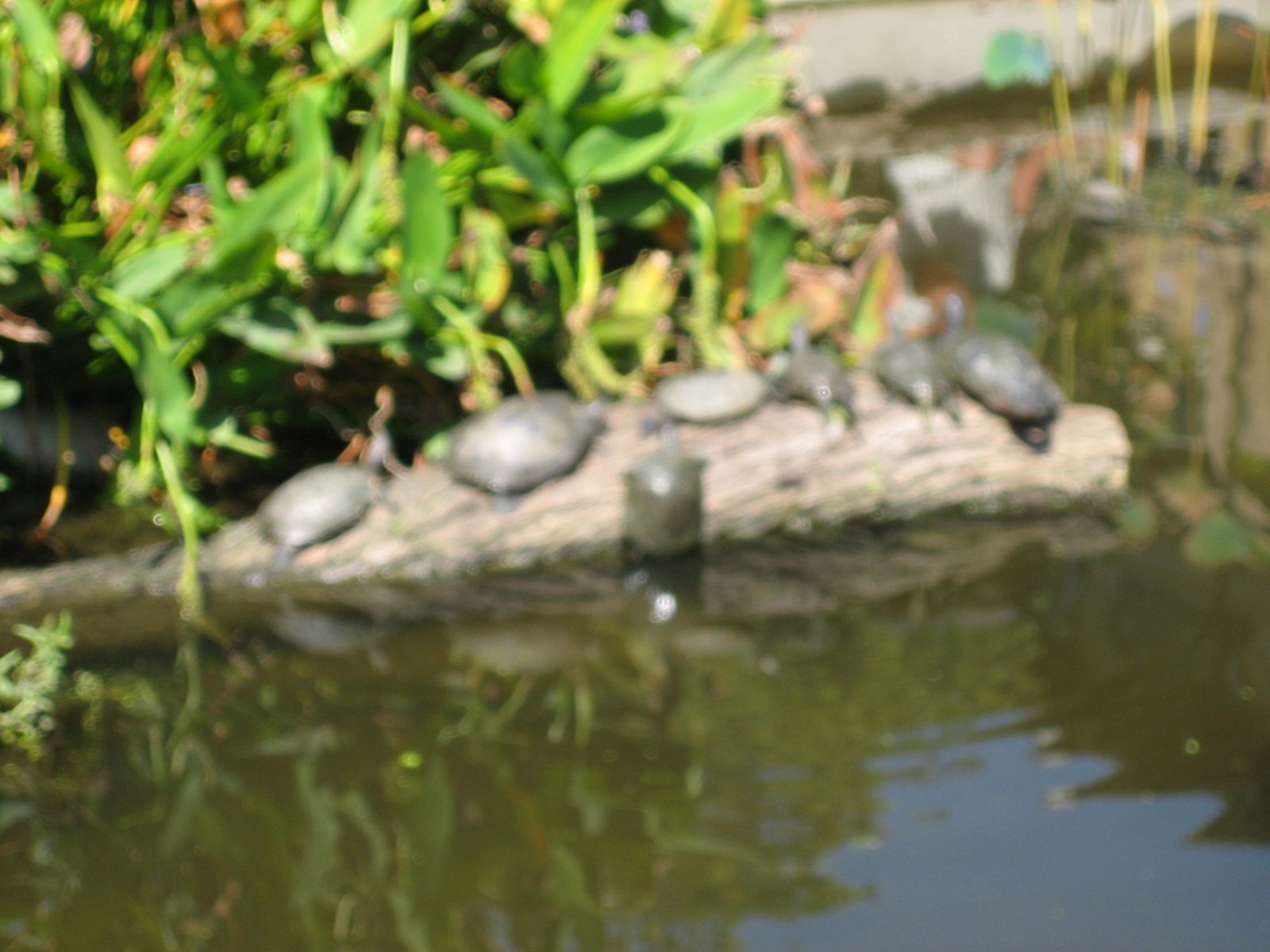 Slightly blurry, but a turtle displaying some great class-5 moves on that log.