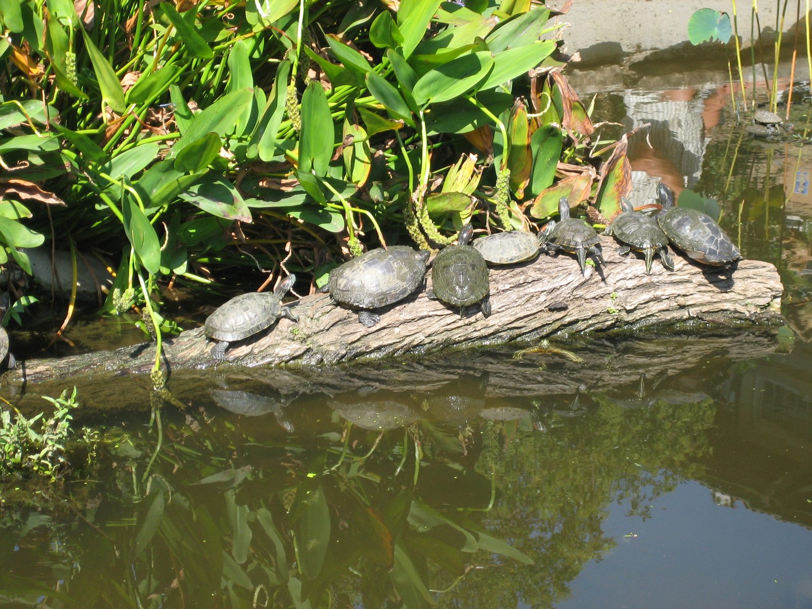 Normally the turtles pile even more than they were that day - often two or three deep!
