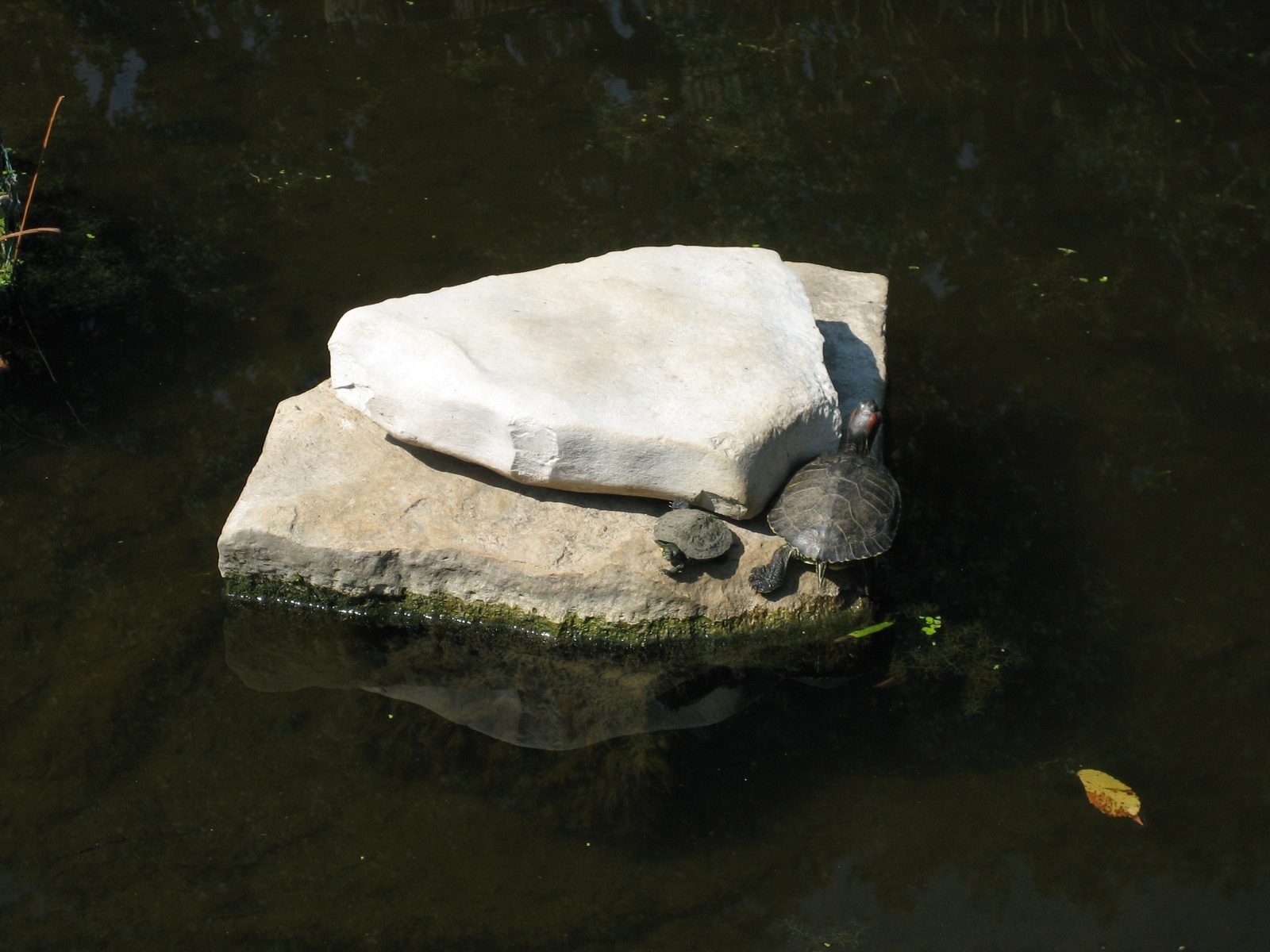 Baby turtle and big turtle monopolizing a rock.