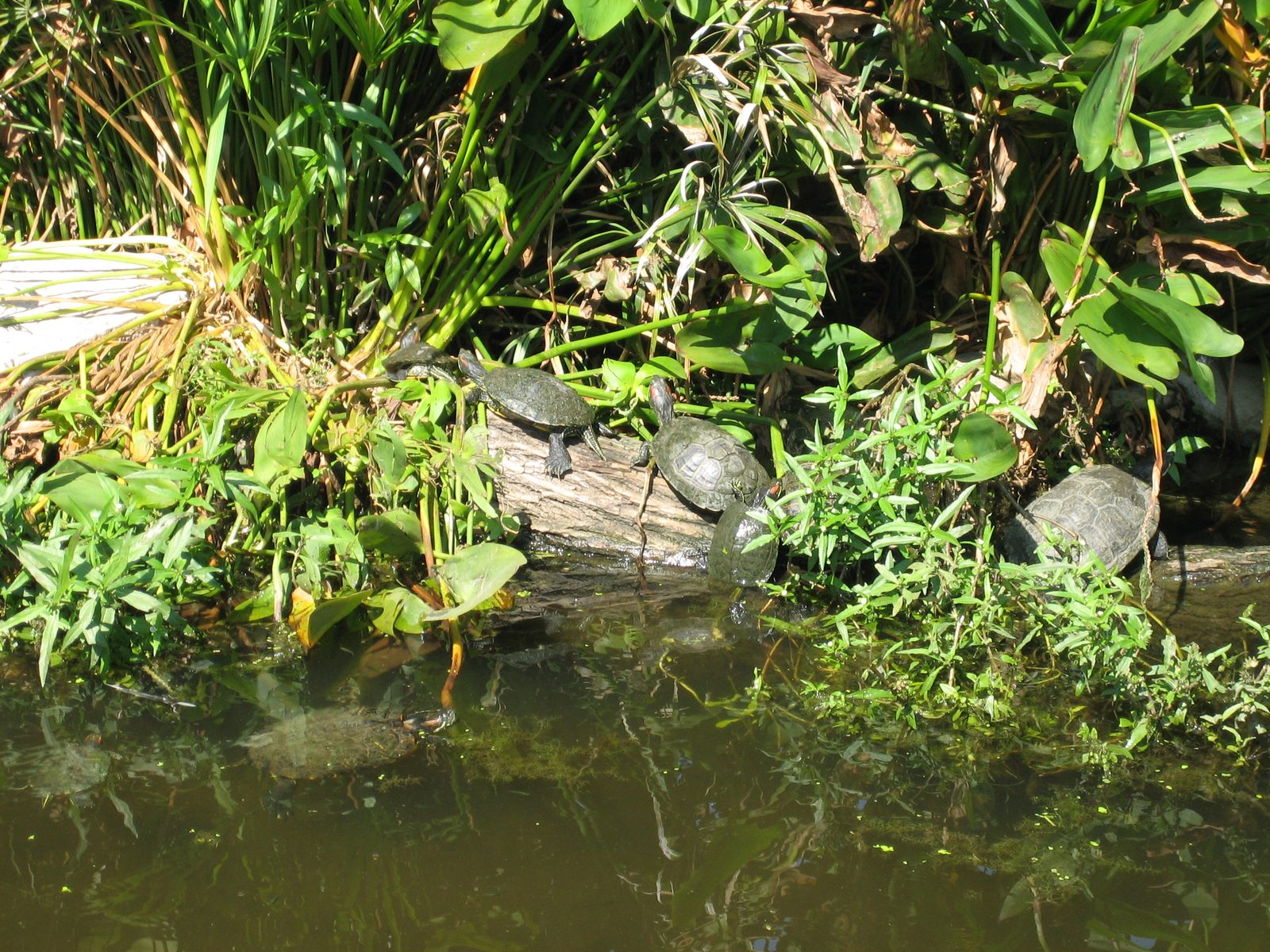 More turtle climbing.