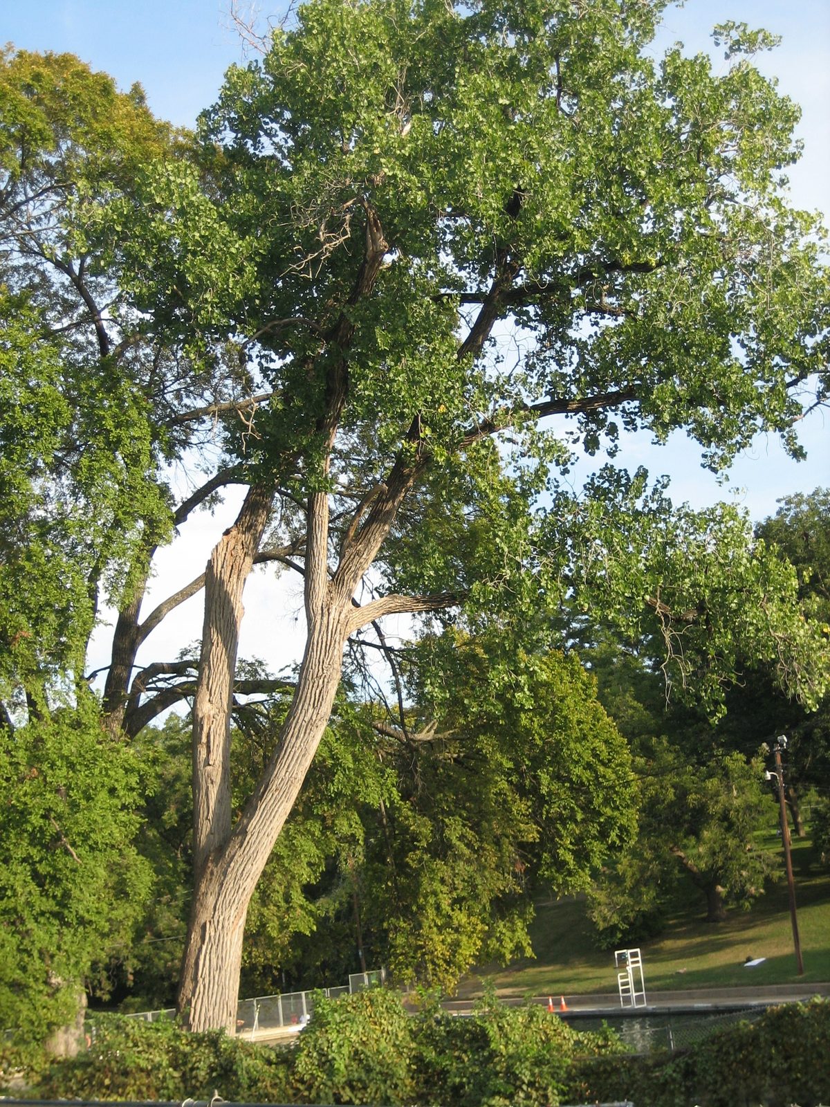 A pretty tree hanging over Barton Springs.