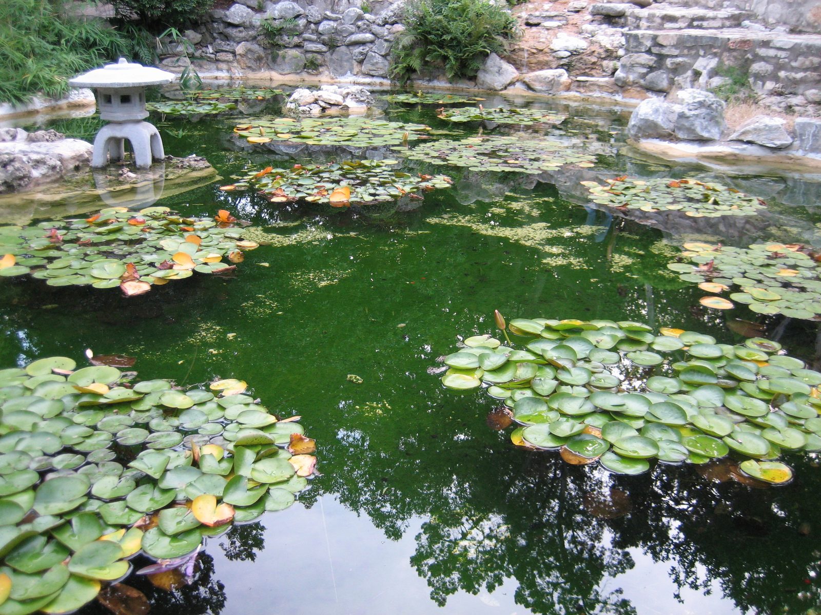 A pond in the Botanical Garden.