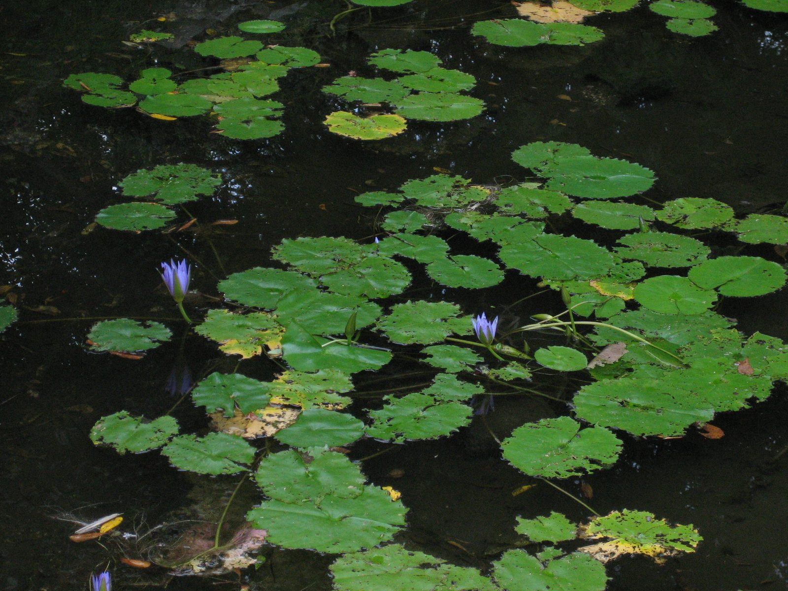 More lily pads.