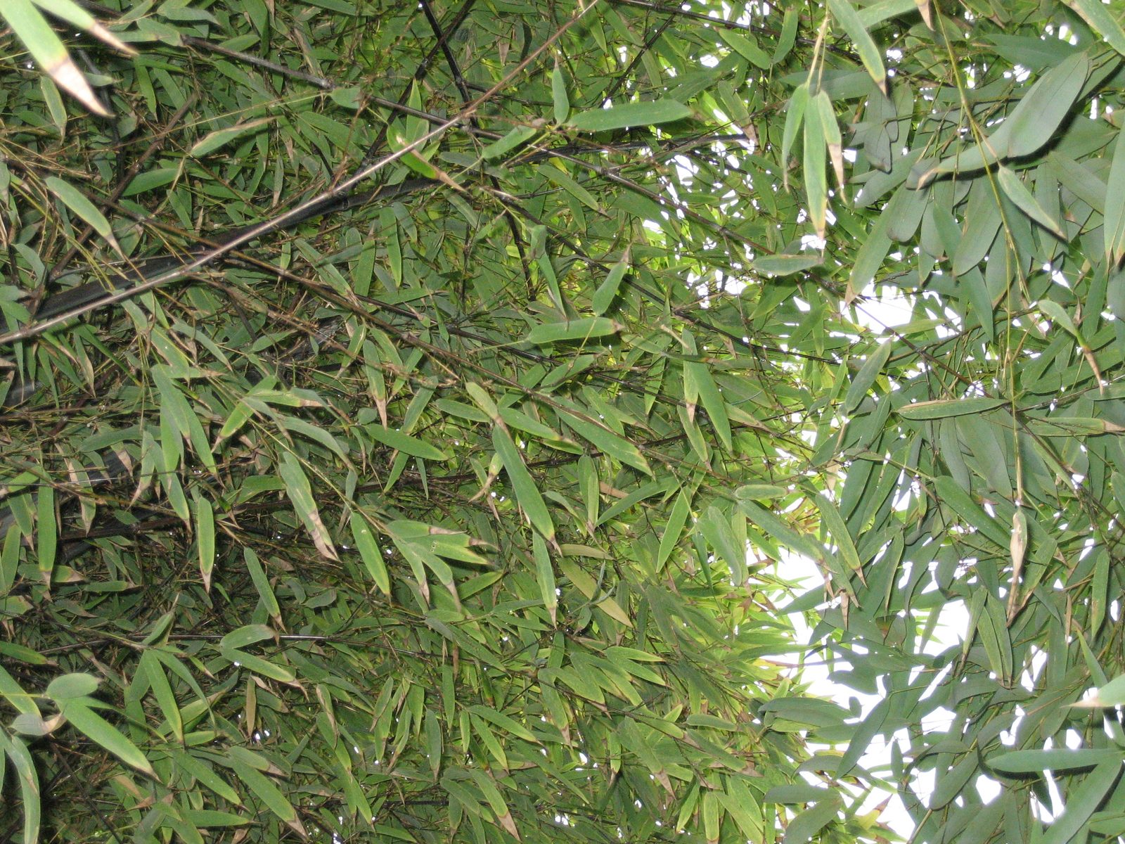 Looking up into the bamboo.