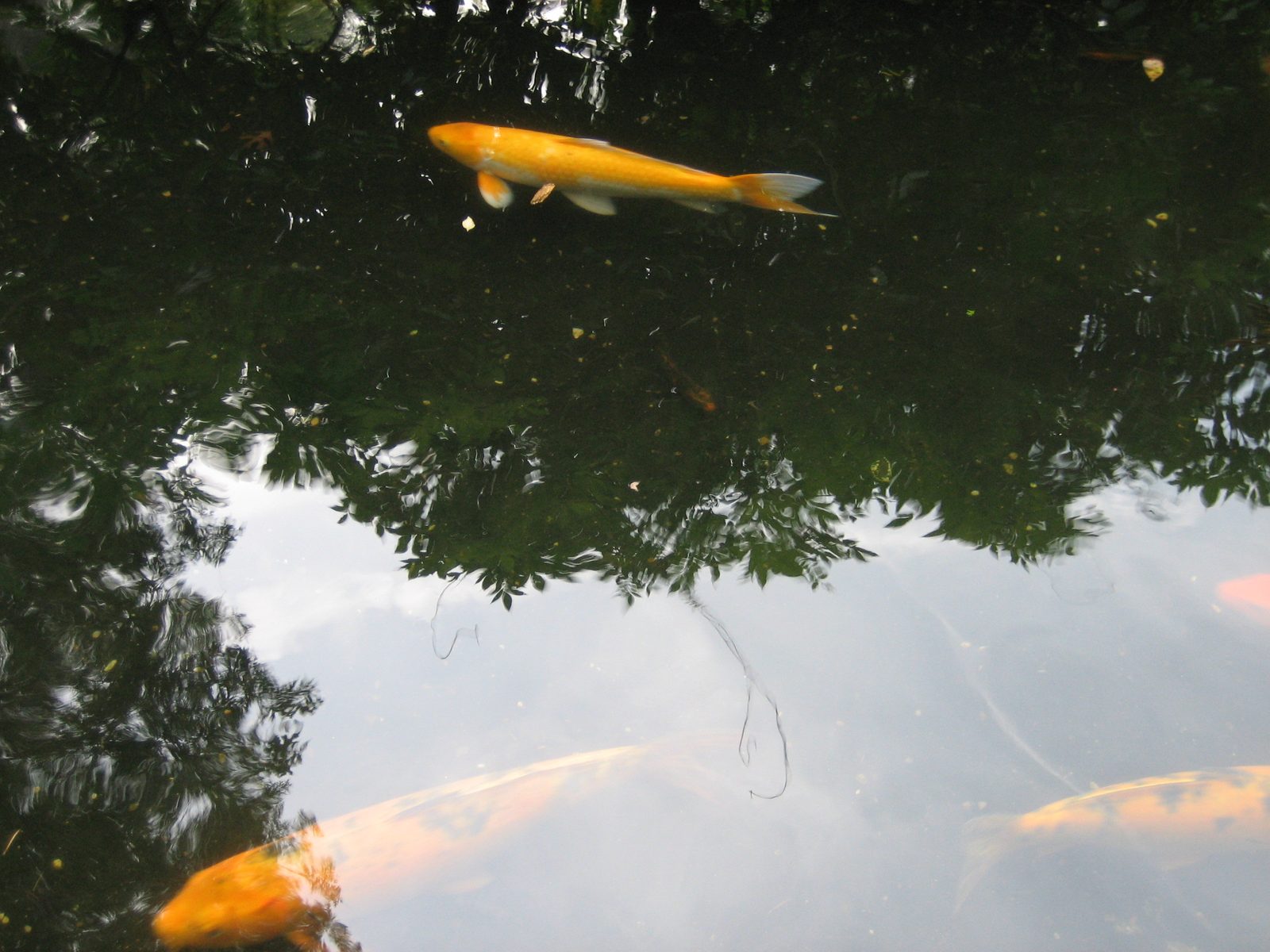 Koi pond!