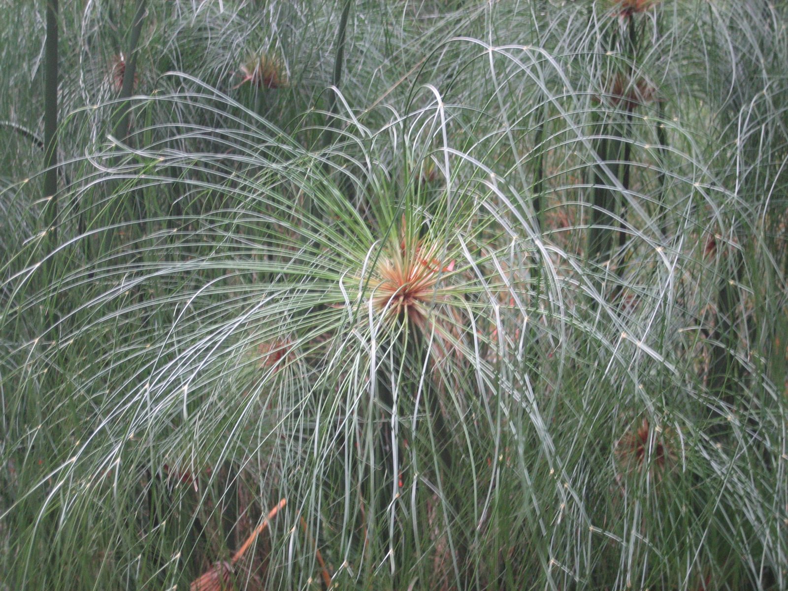 Another neat tree / shrub / fern-like bush.
