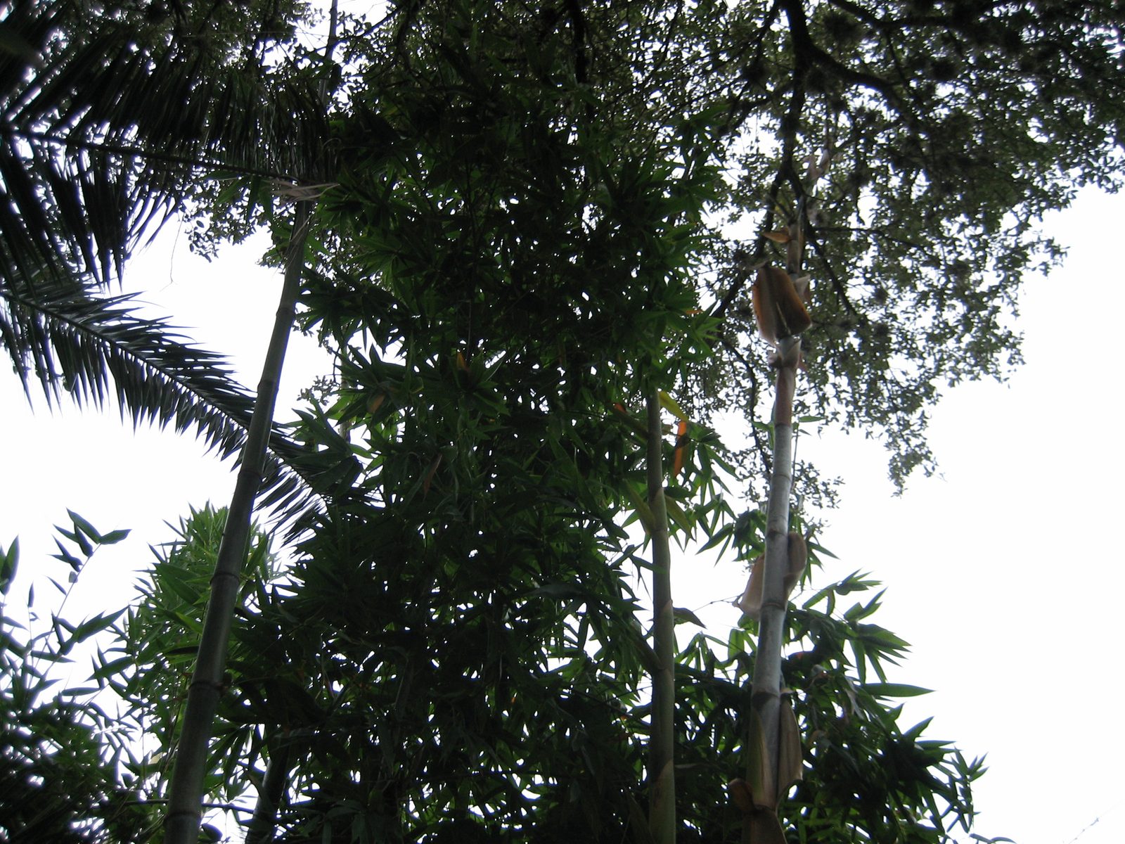 Very tall bamboo.