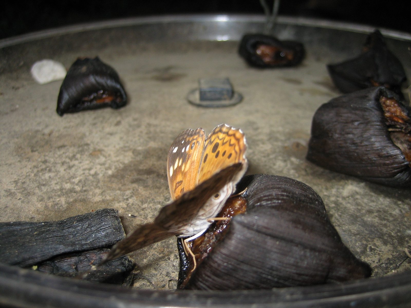 A butterfly feeding.